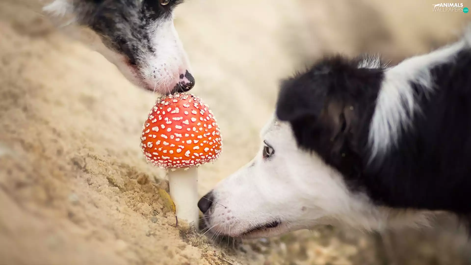 Border Collie, toadstool
