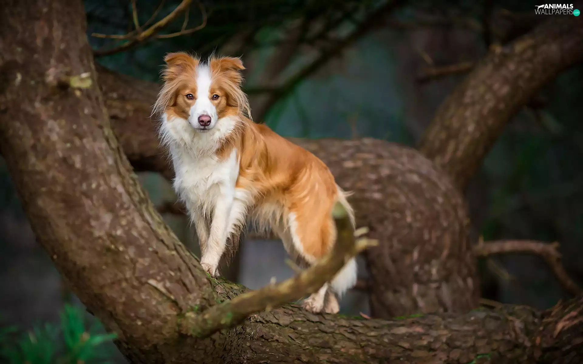 Border Collie, trees