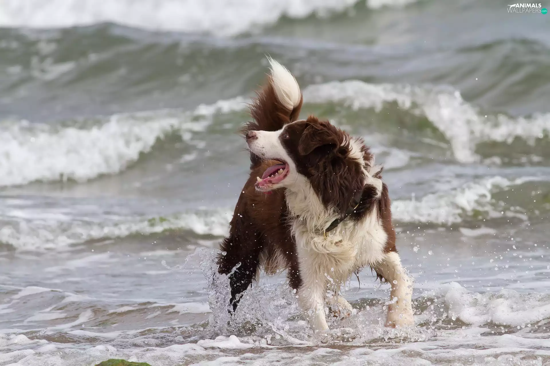 Border Collie, Waves
