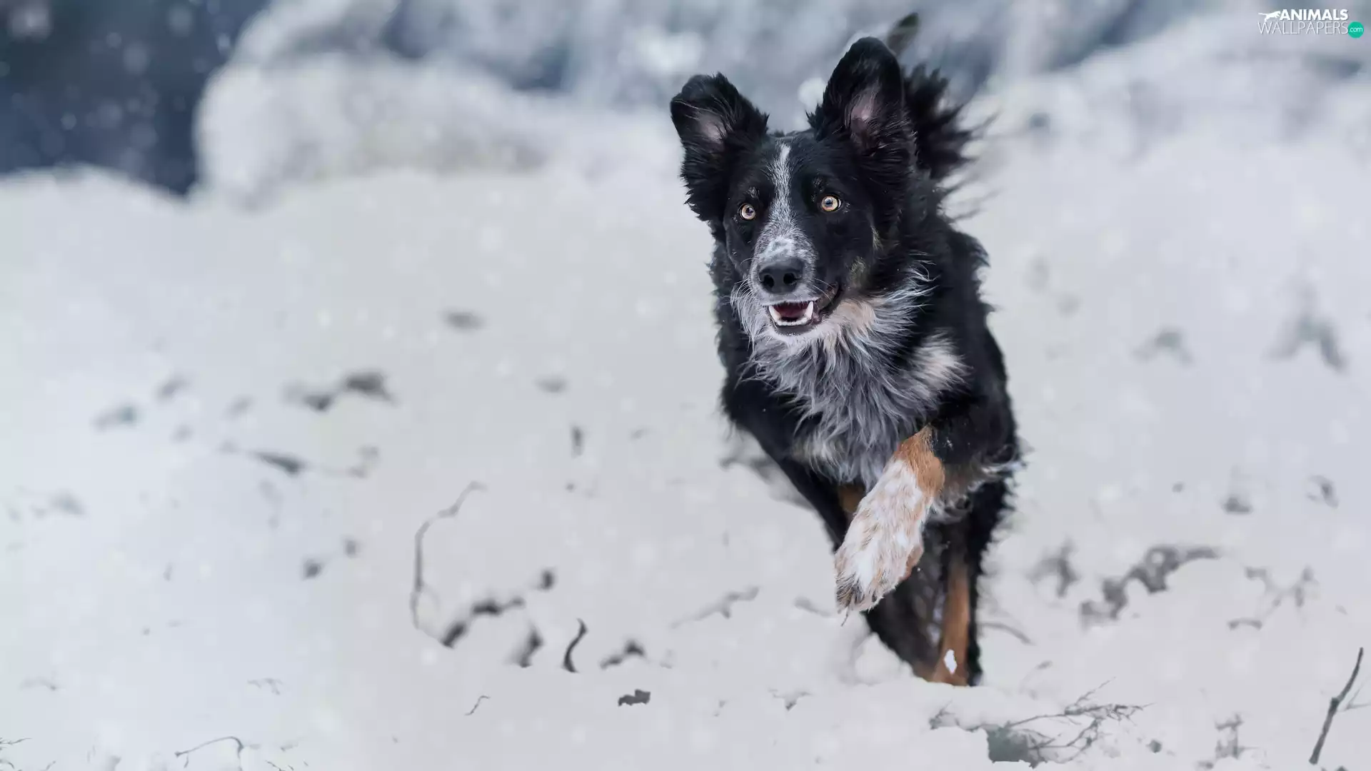 black and white, Border Collie, snow, dog