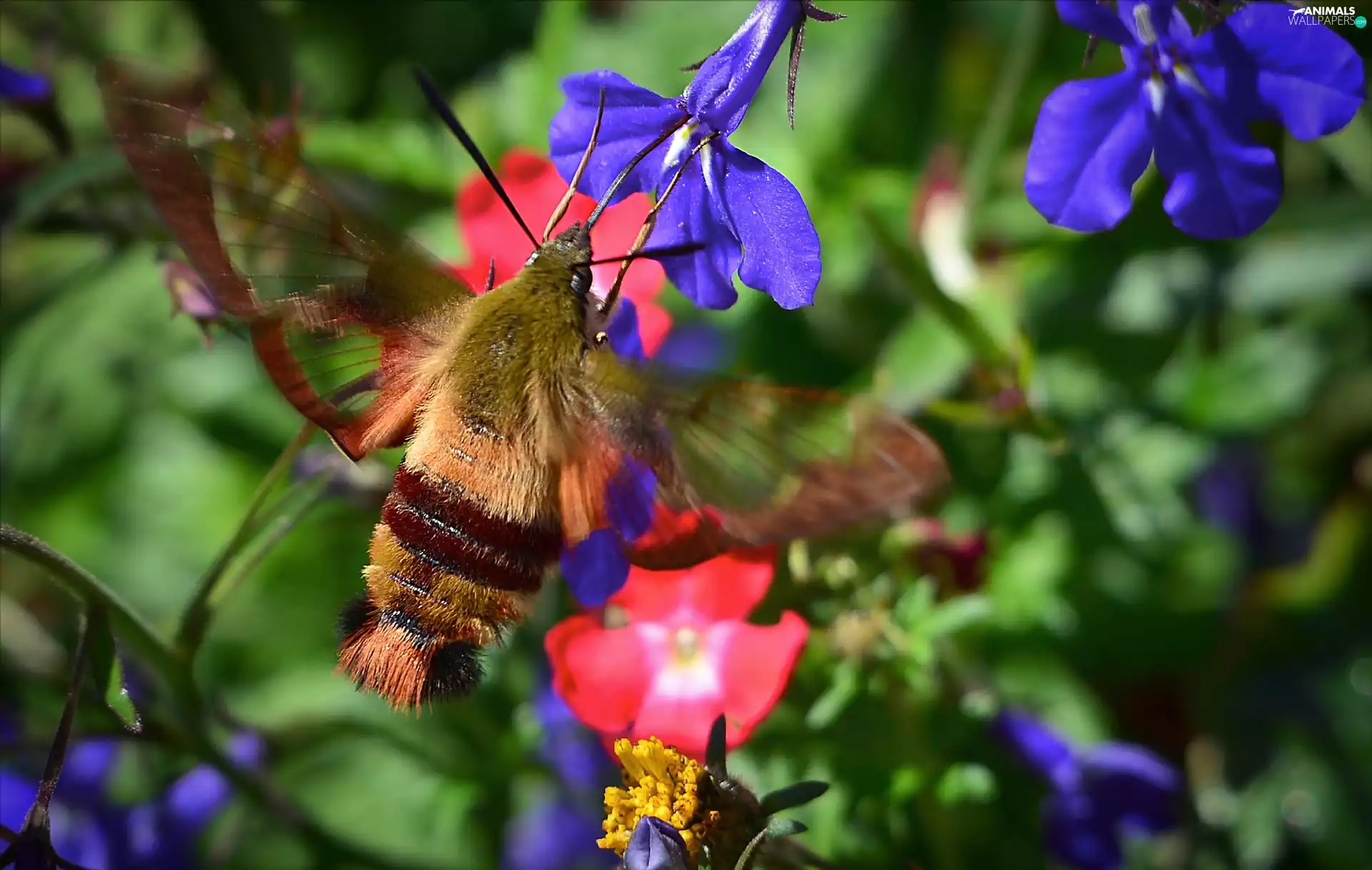 Flowers, lobelia, Hummingbird Hawk-Moth, Broad-bordered Bee Hawk-moth, butterfly