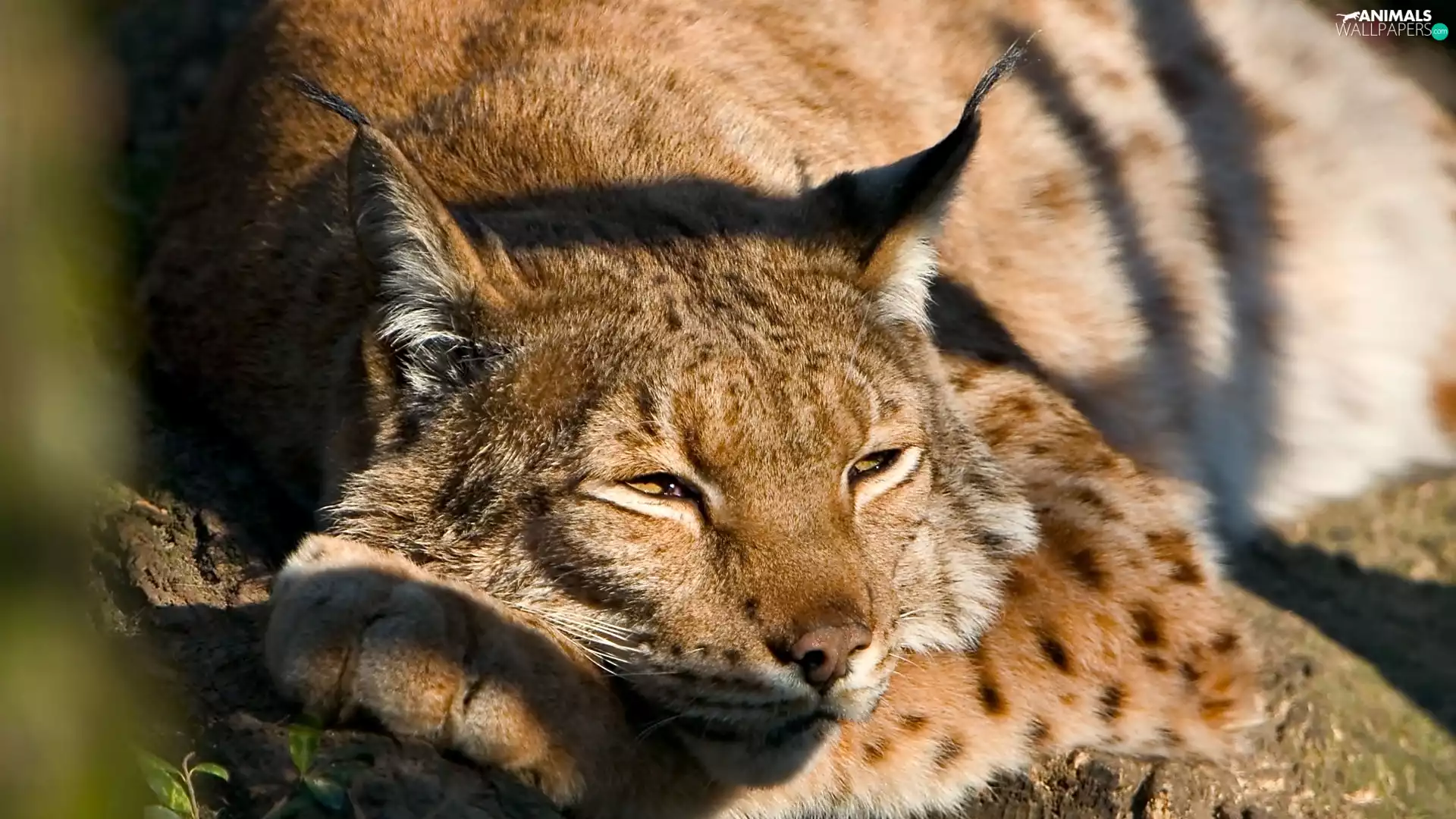 bored, Lynx
