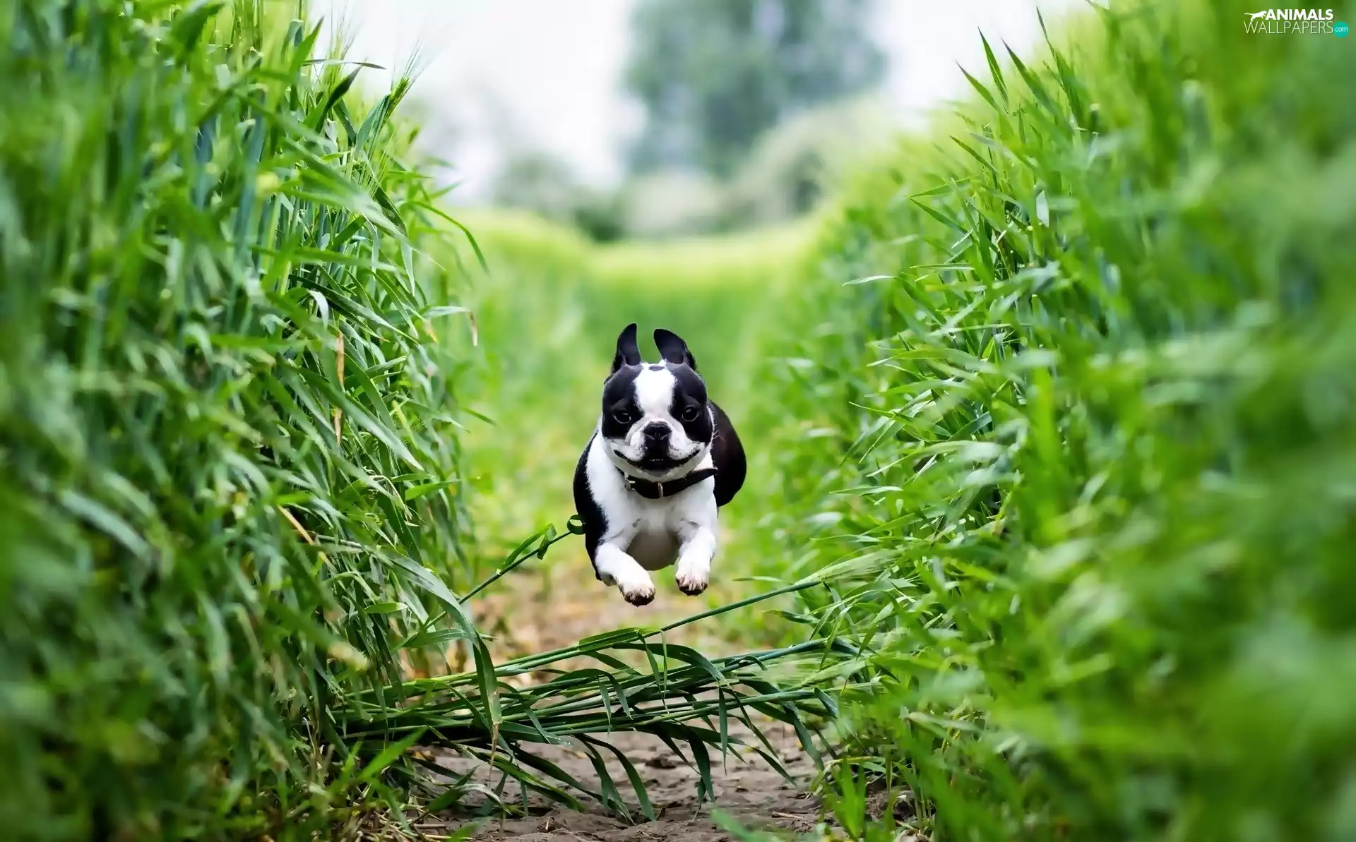boston, Field, terrier