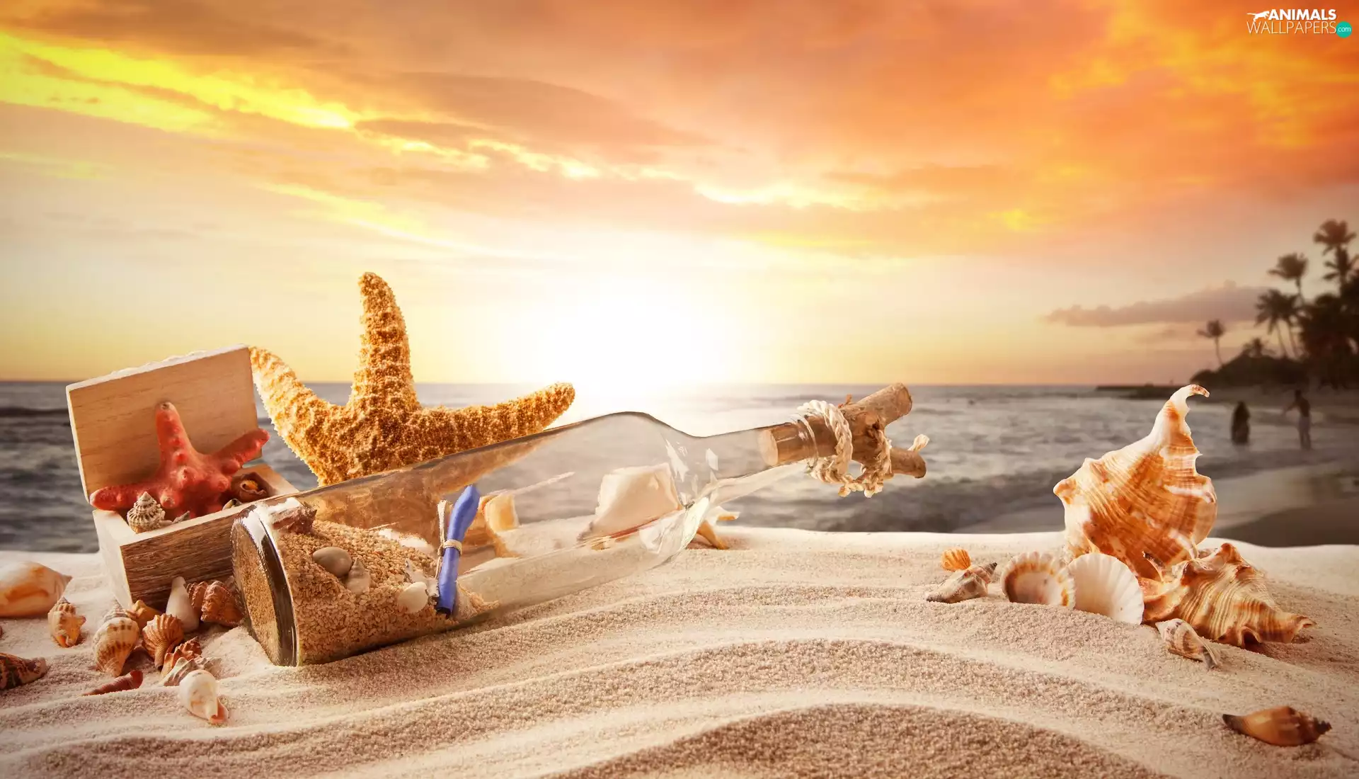 Beaches, Great Sunsets, Bottle, starfish, Shells, sea