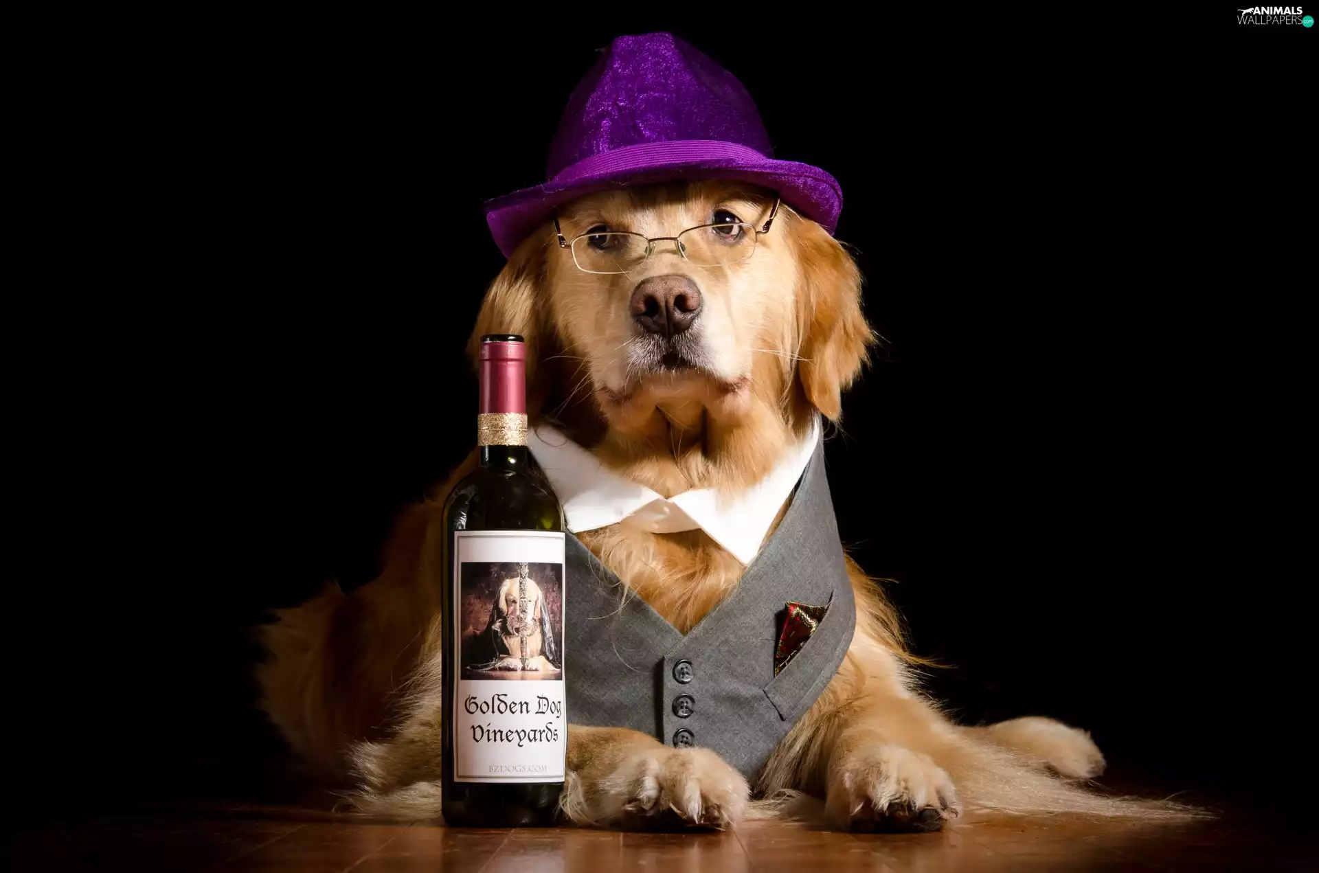 dog, Bottle, Wine, Golden Retriever