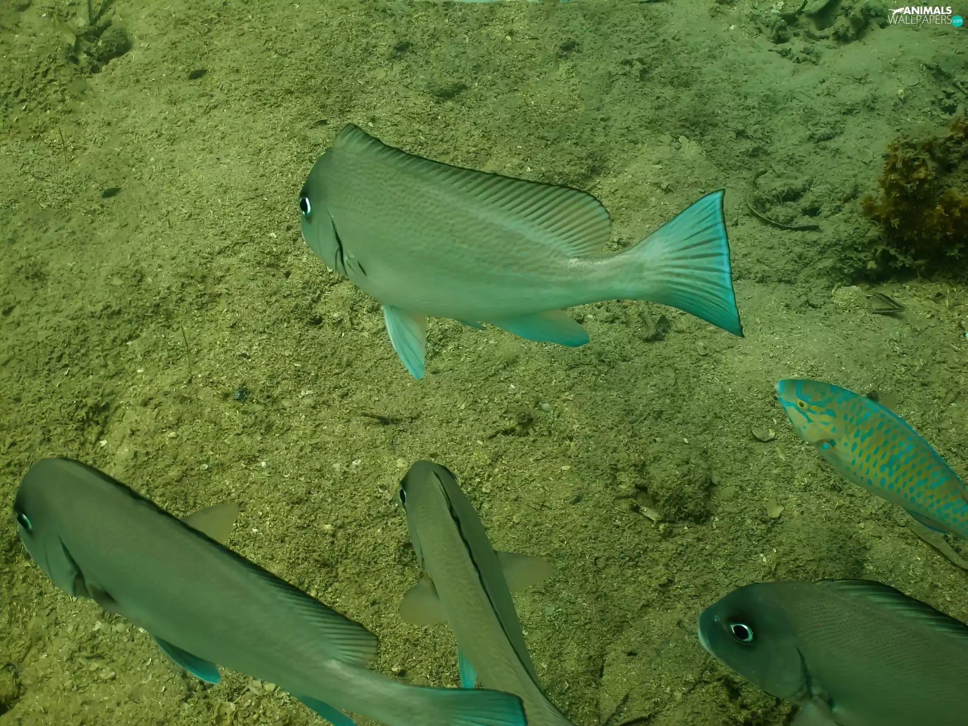 bottom, fishes, Fins