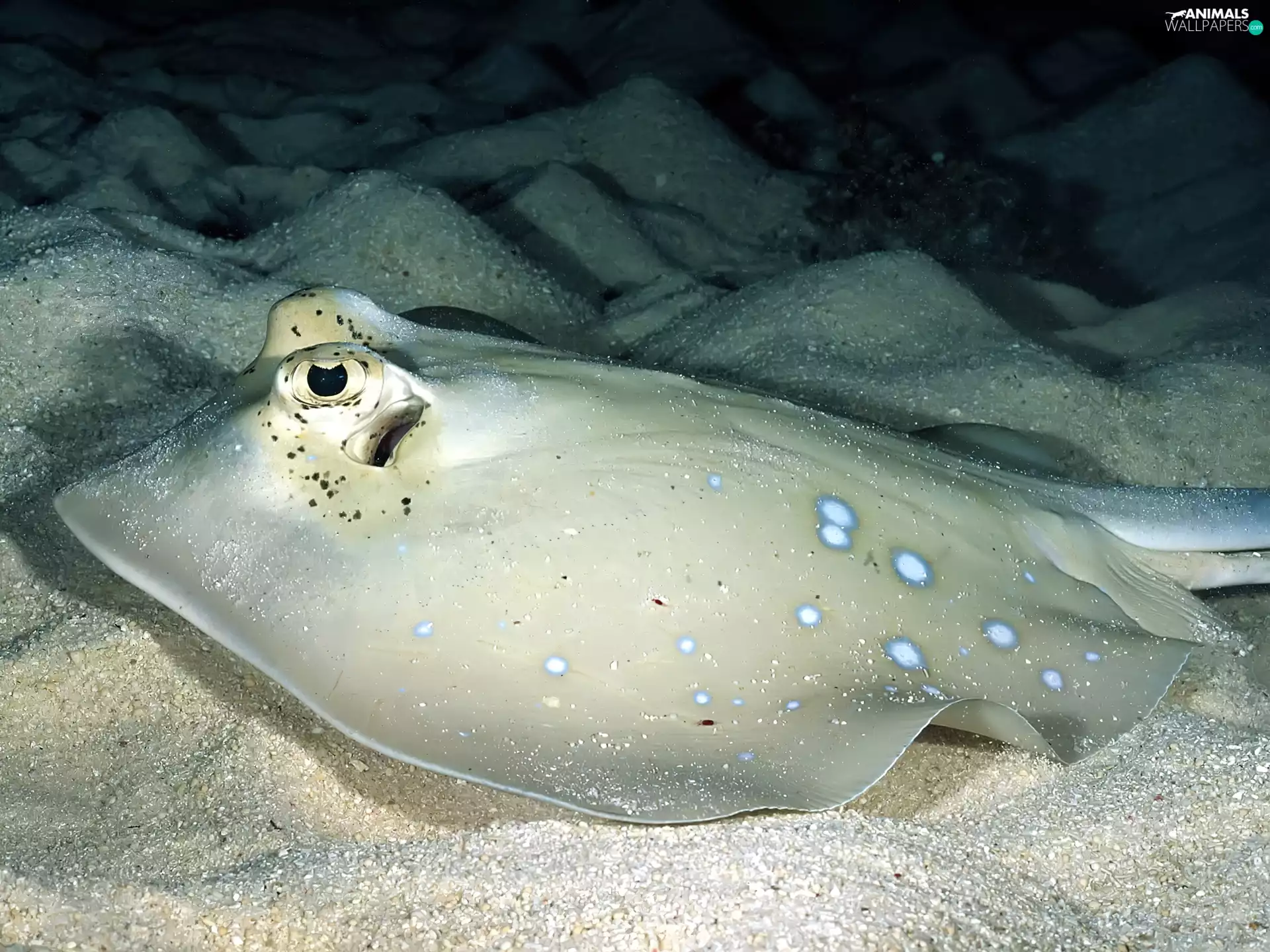 sea, sea devil, bottom