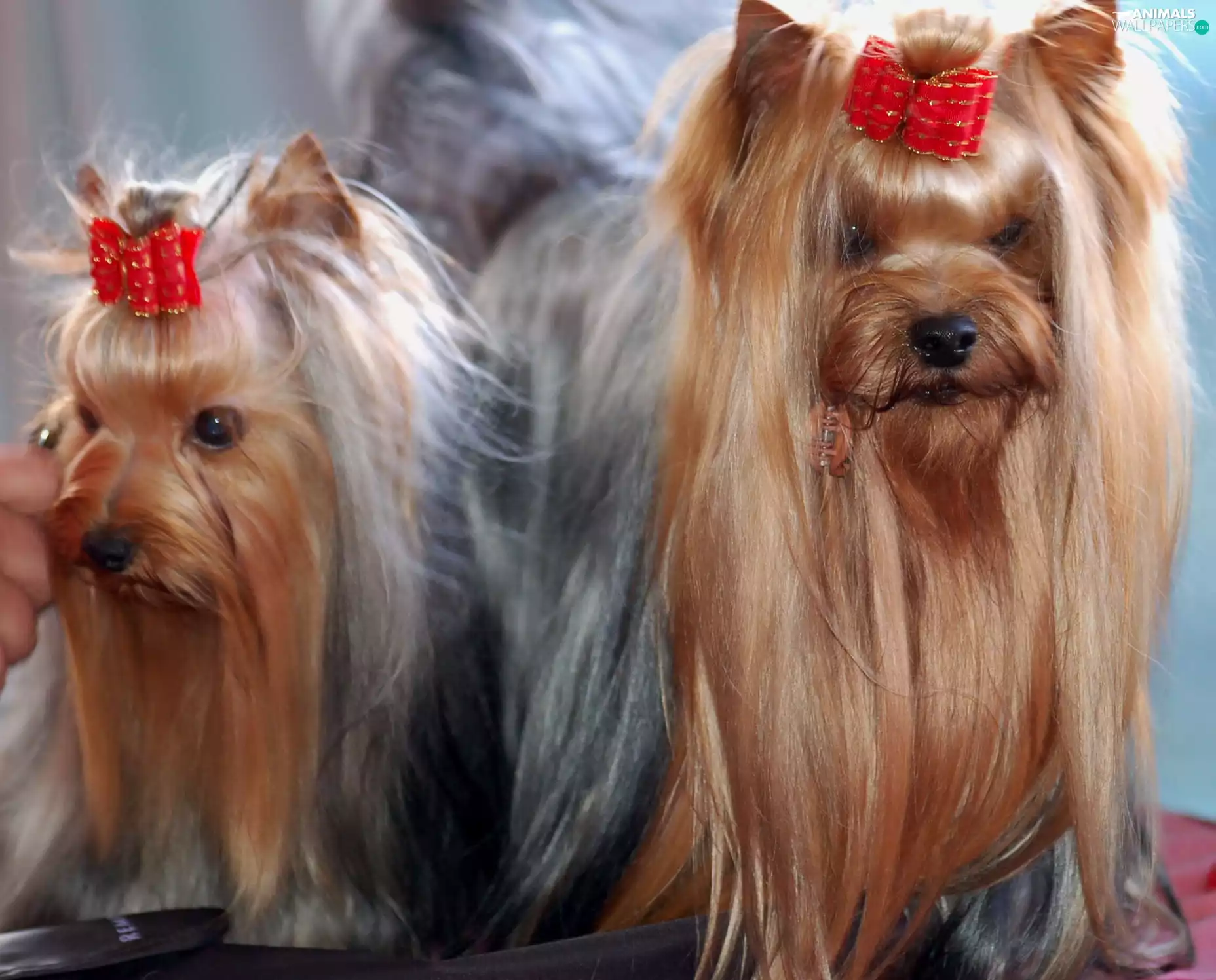 Two cars, Red, bow, Yorkshire Terriery