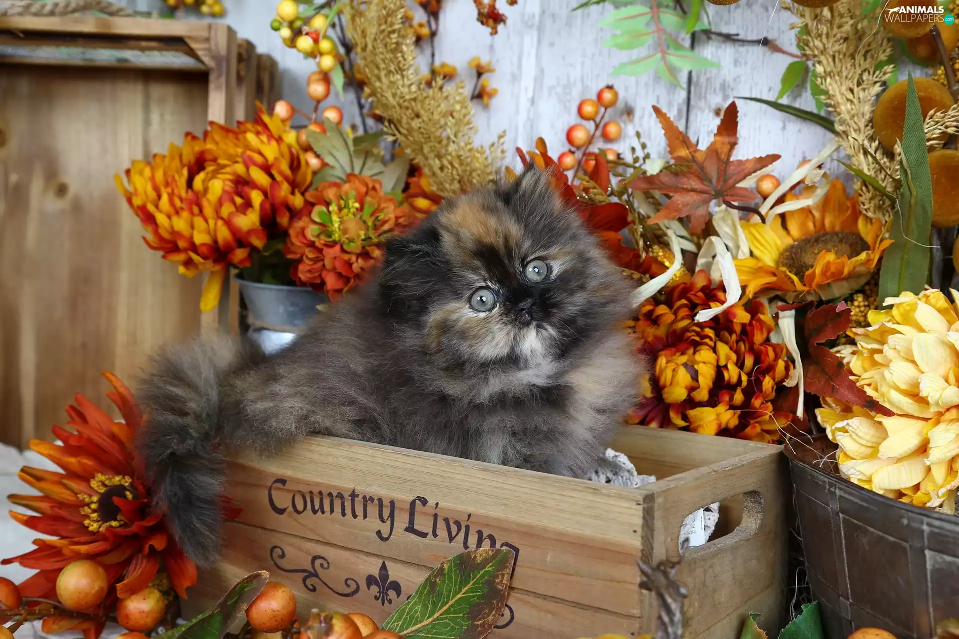 kitten, Flowers, Leaf, box