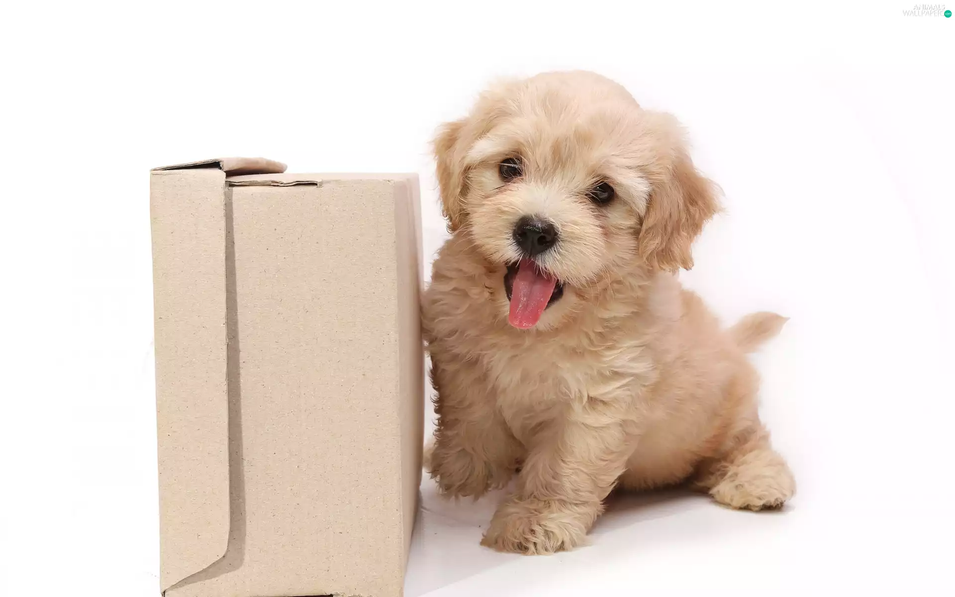 Box, Puppy, Tounge
