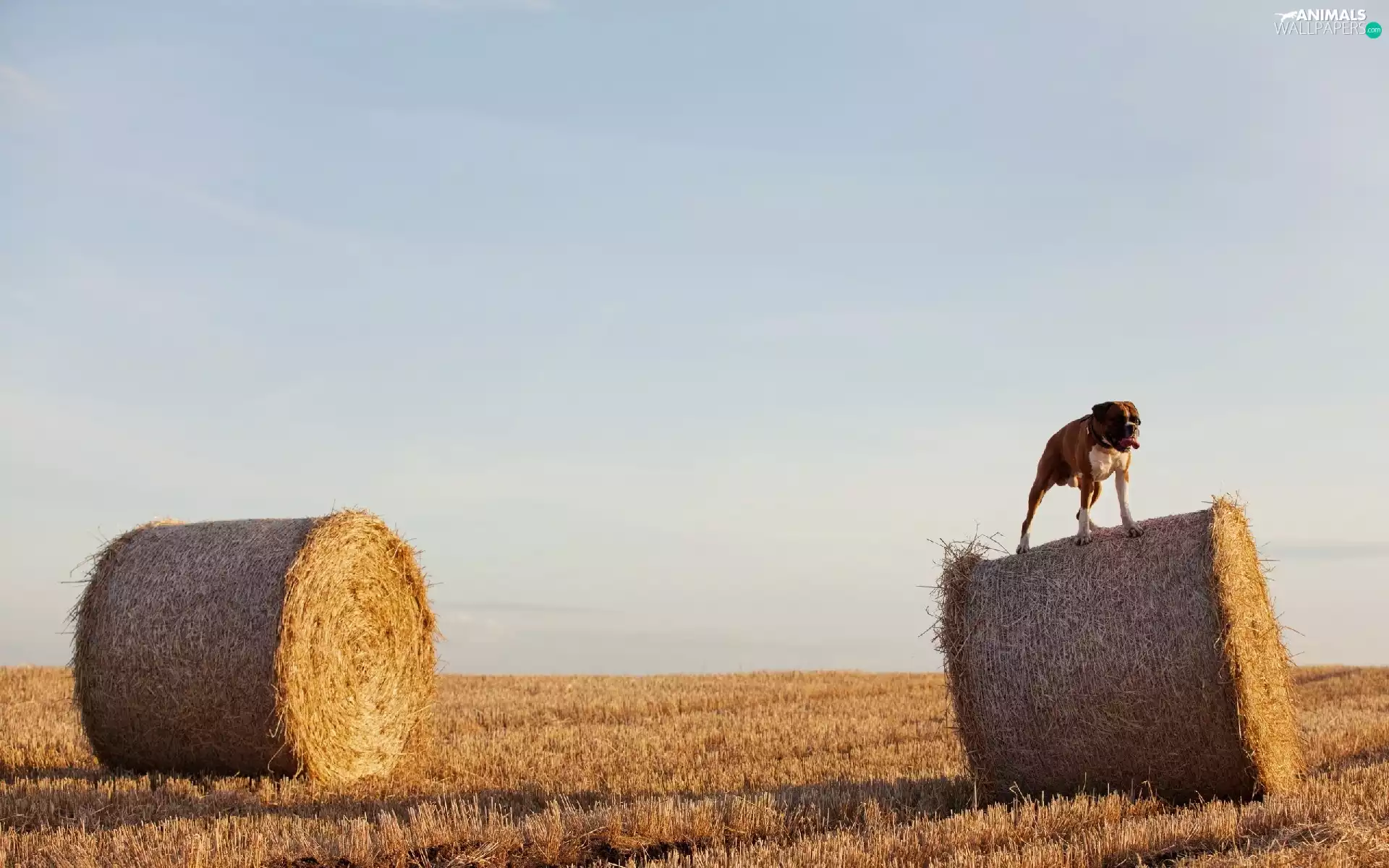 dog, Sky, Field, boxer