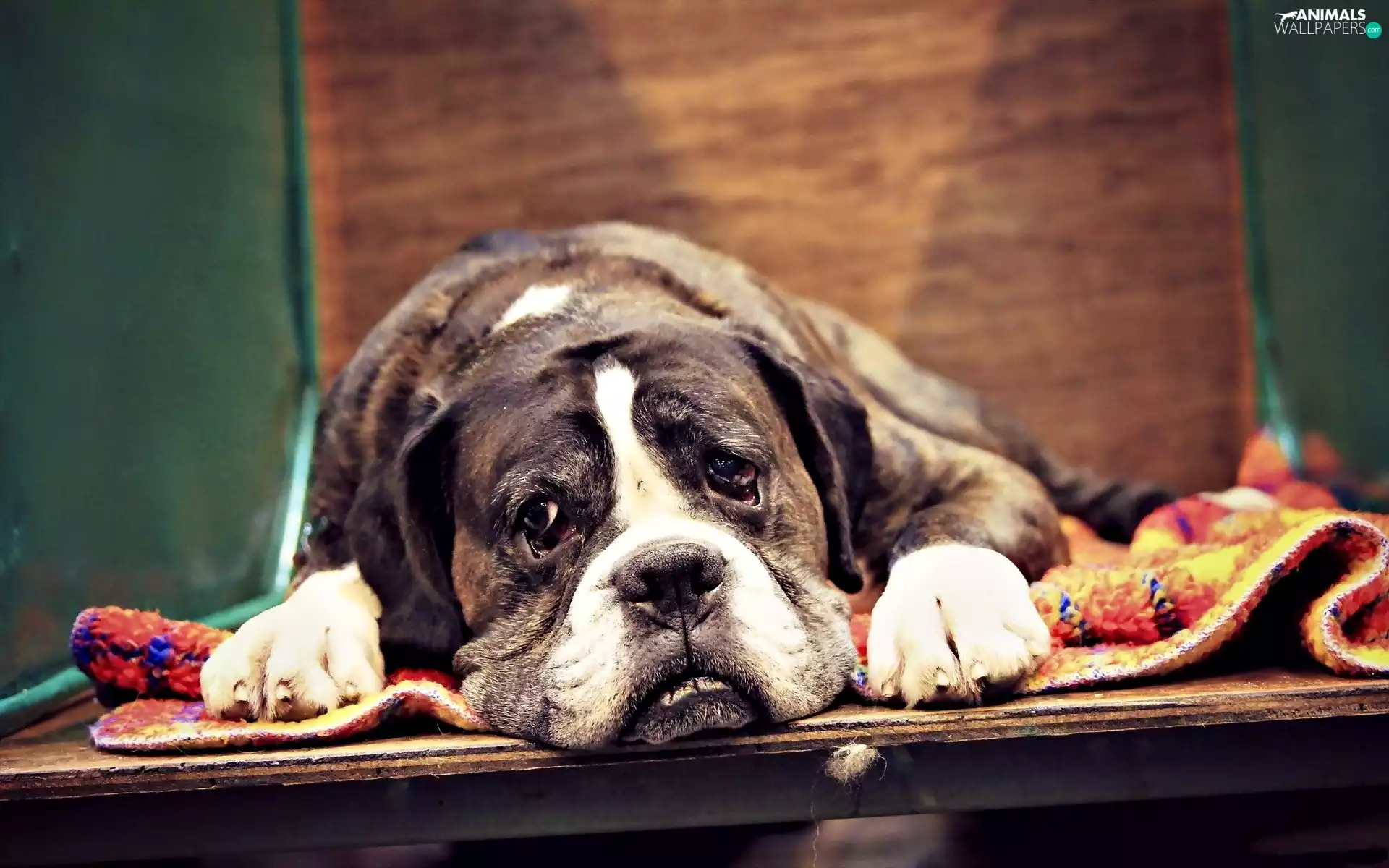 boxer, lying, dog