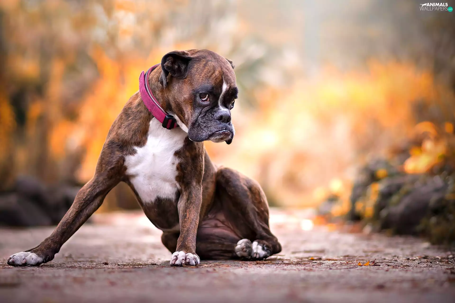 dog-collar, sitter, boxer