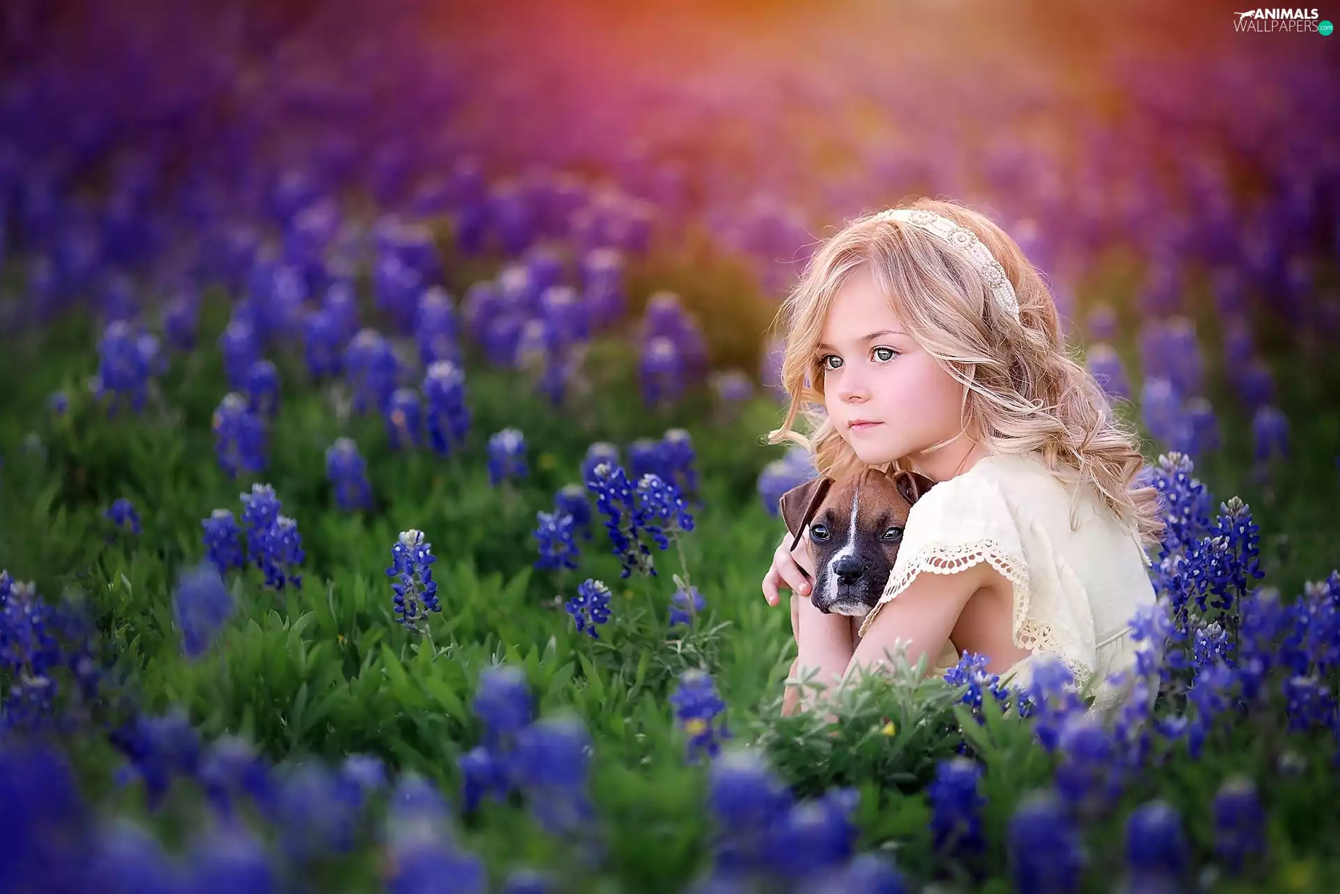 puppie, boxer, Meadow, lupine, girl