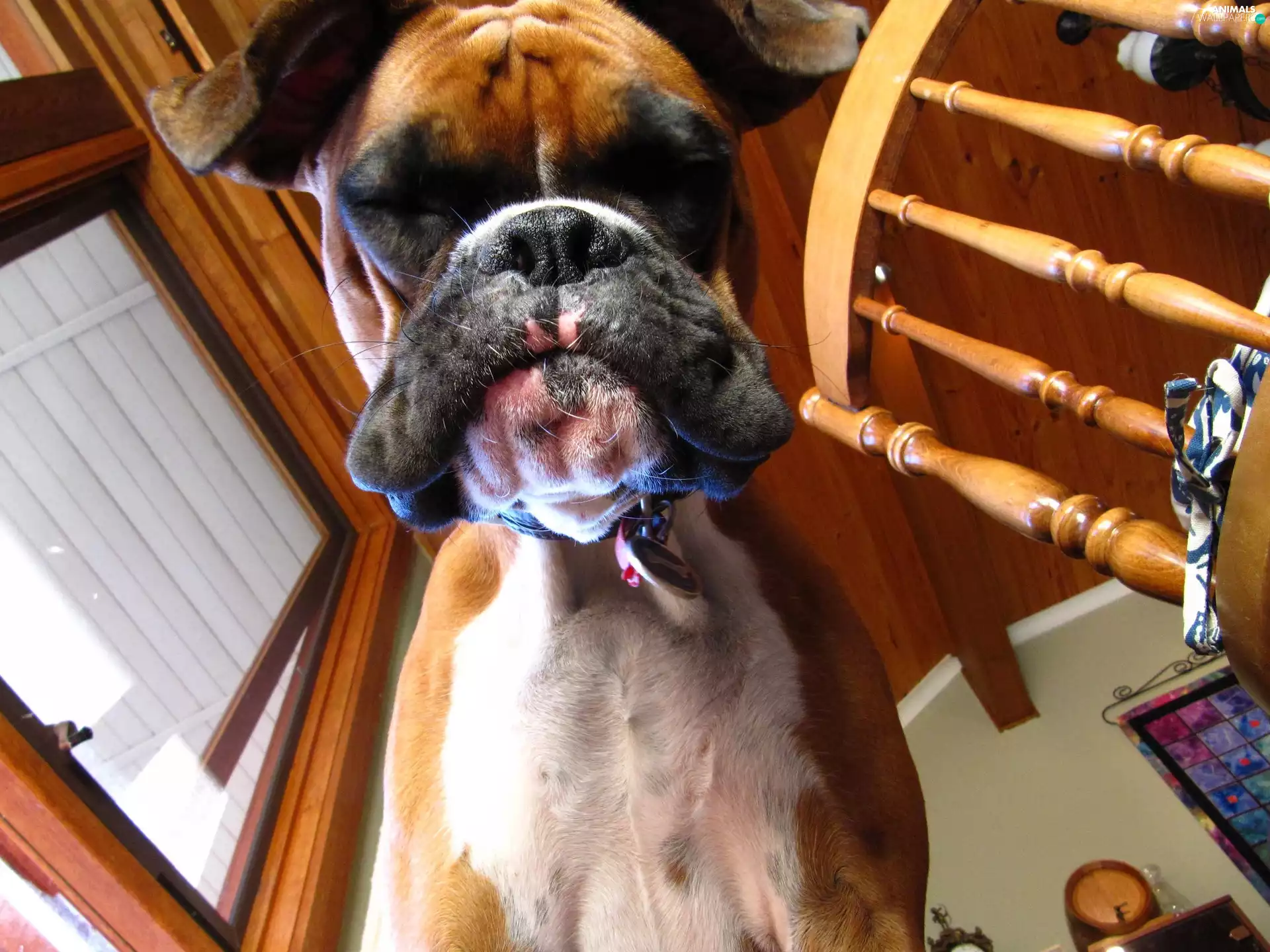 boxer, muzzle