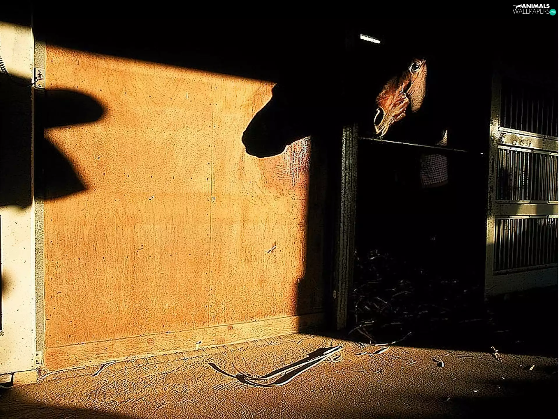 boxing, Horse, Stable