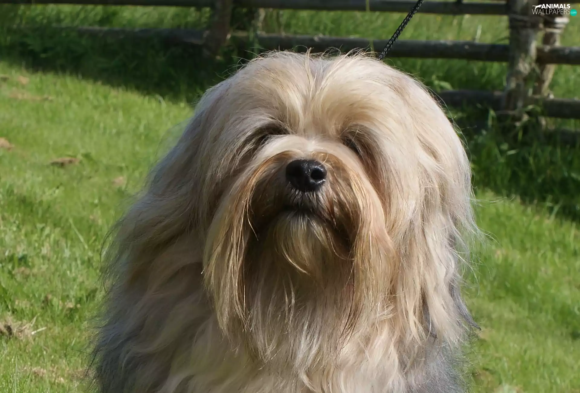 Lion boys, Head, grass, Lowchen
