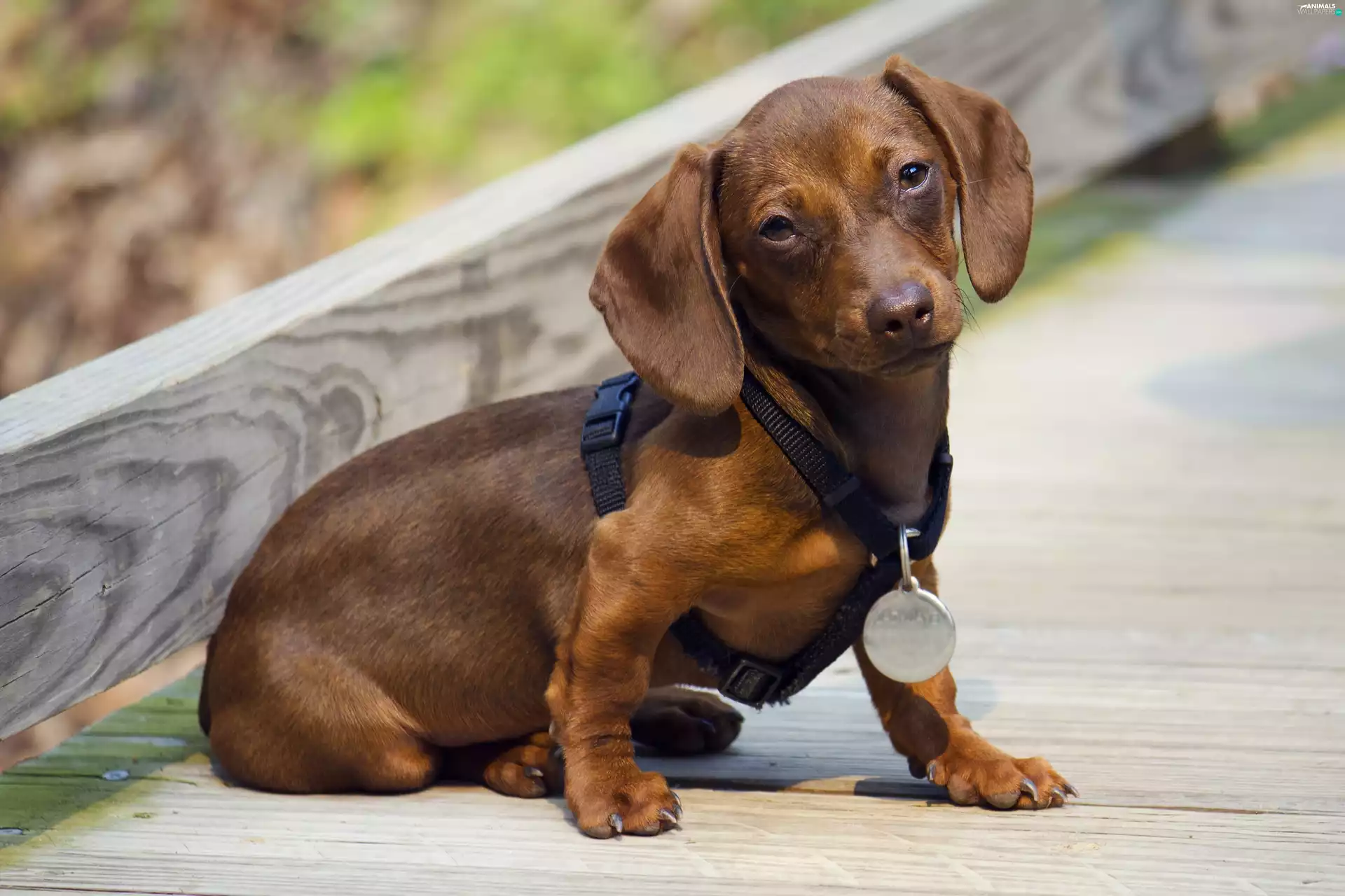 braces, Brown, dachshund