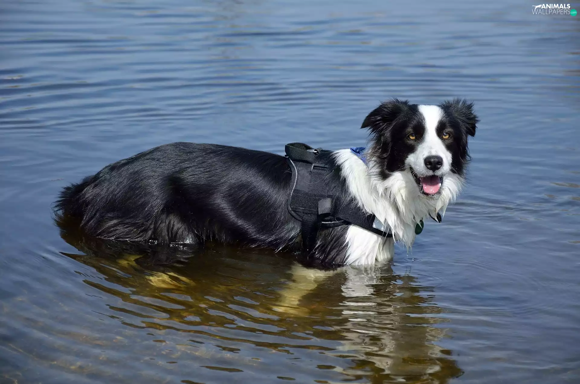 dog, braces, water, Border Collie