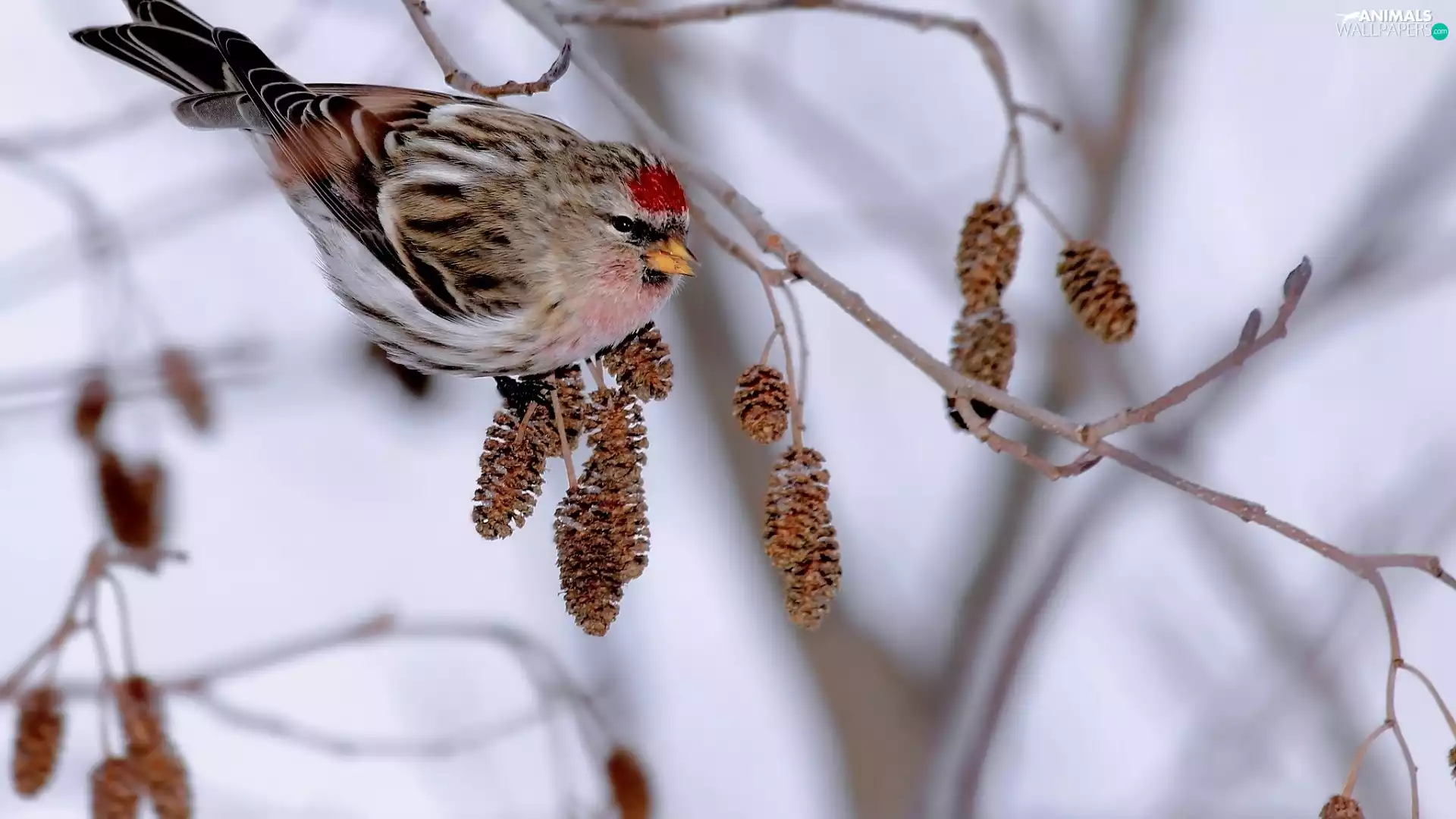 alder, Bird, Tree Branch