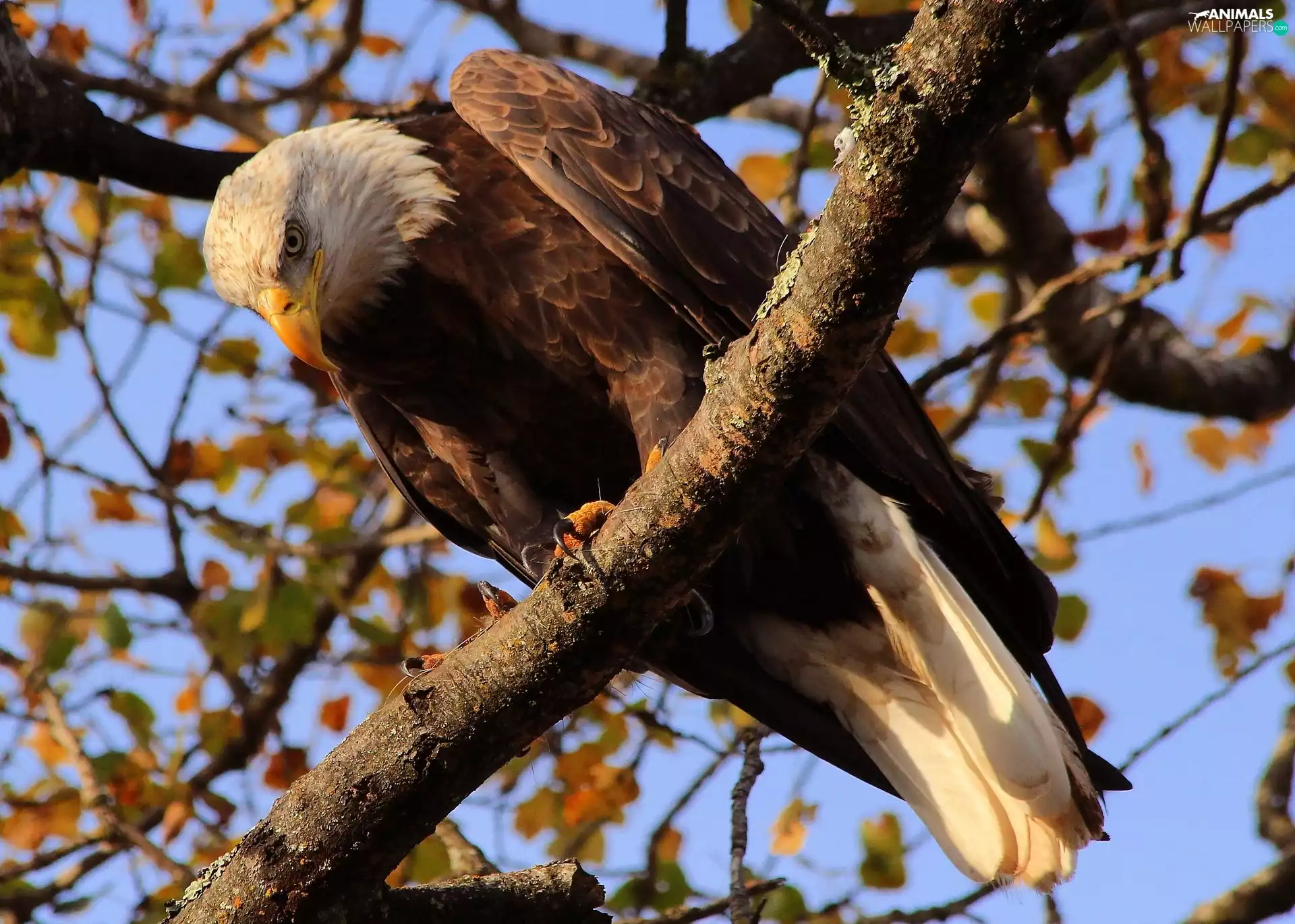 American Bald Eagle, branch