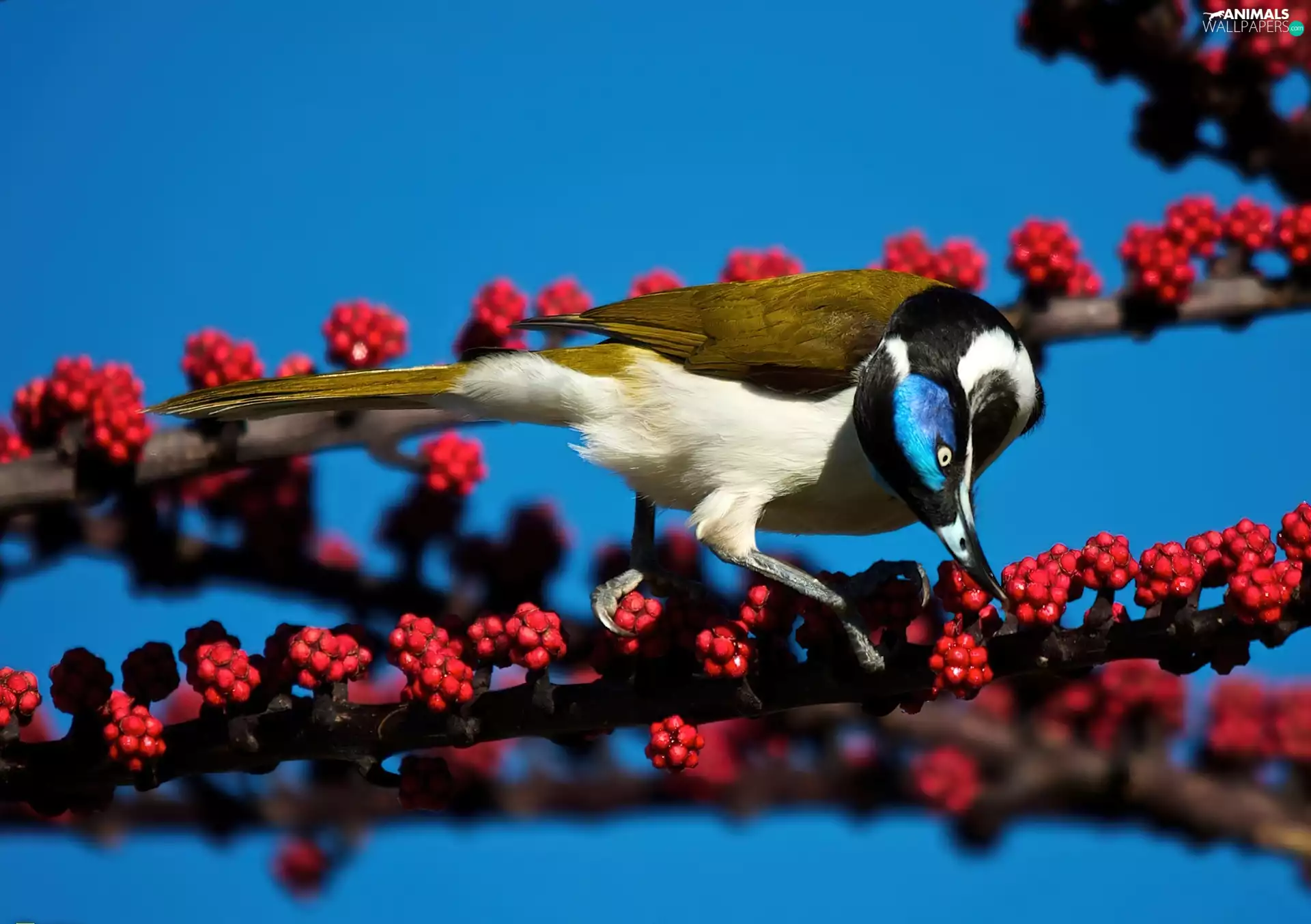 Bird, Red, Fruits, branch