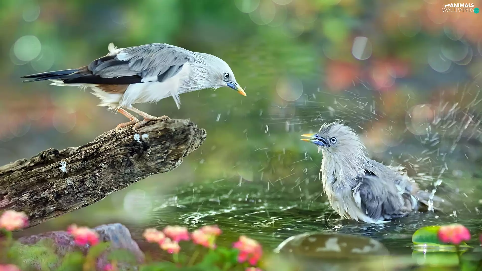 birds, water, bath, branch