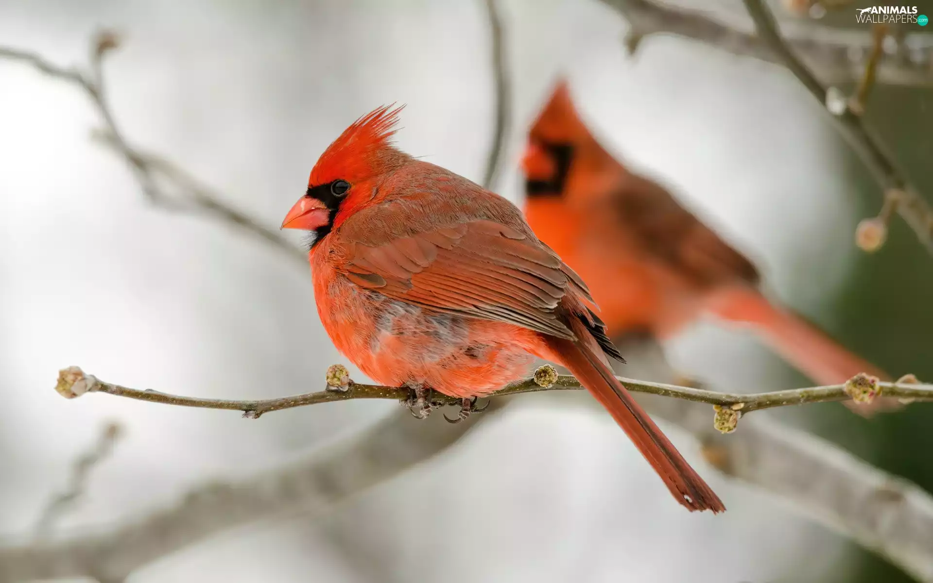 Two cars, Cardinals, branch pics, birds