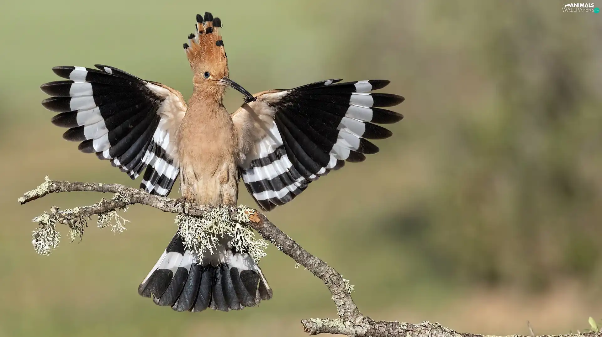 wings, branch, booby, spread, Bird