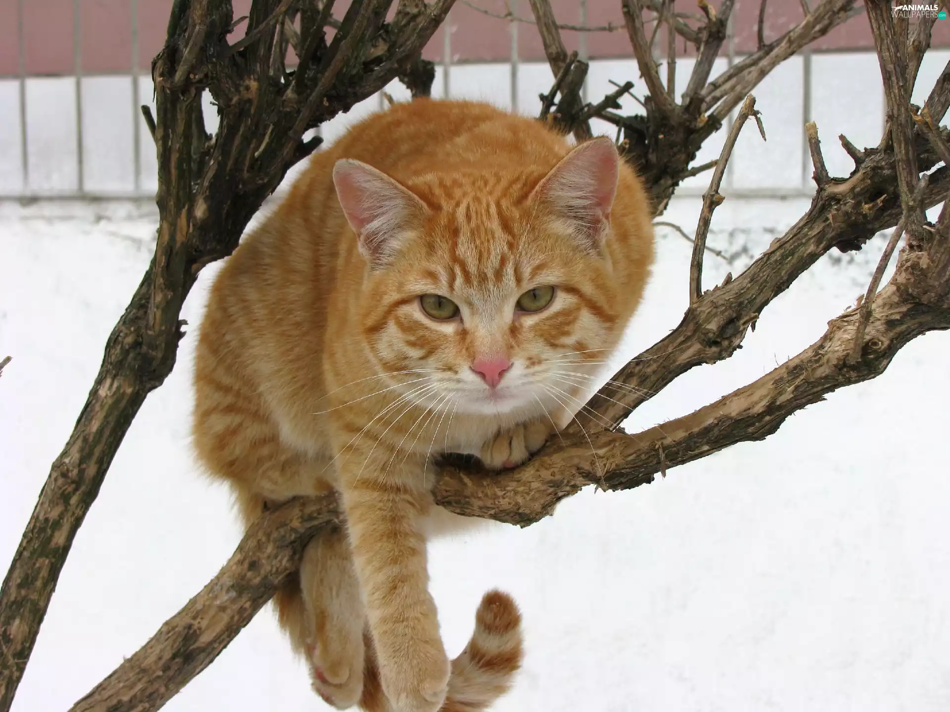 branch, ginger, cat