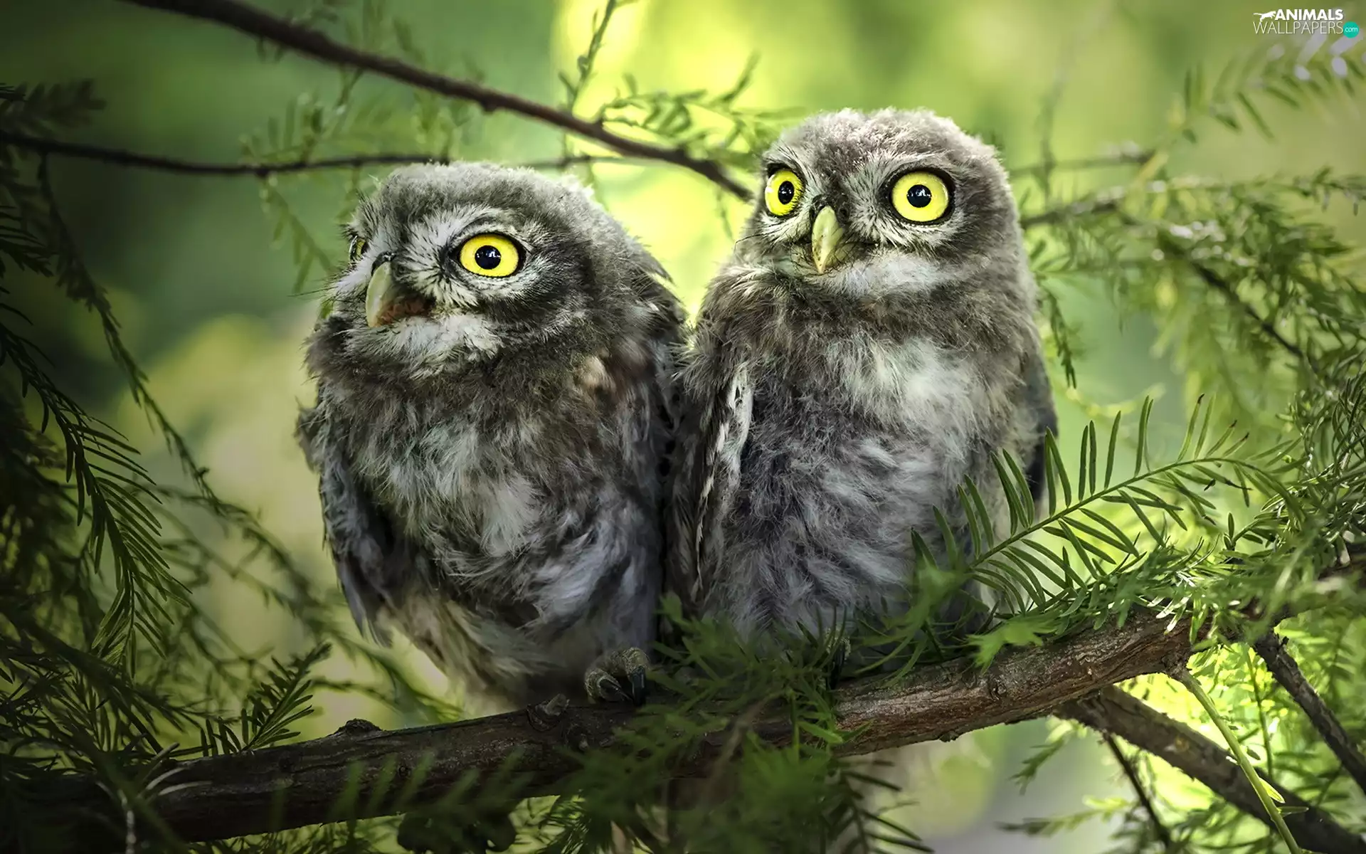 conifer, Two Owls, branch