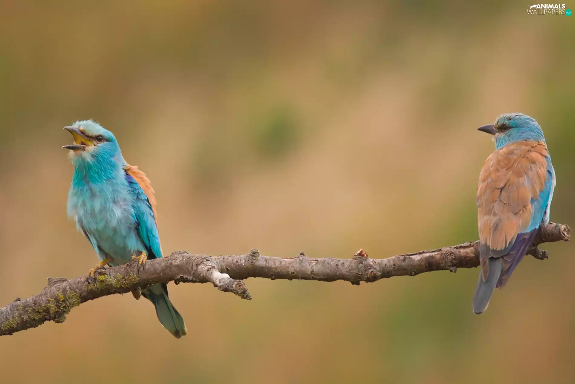 branch, Two, Coracias