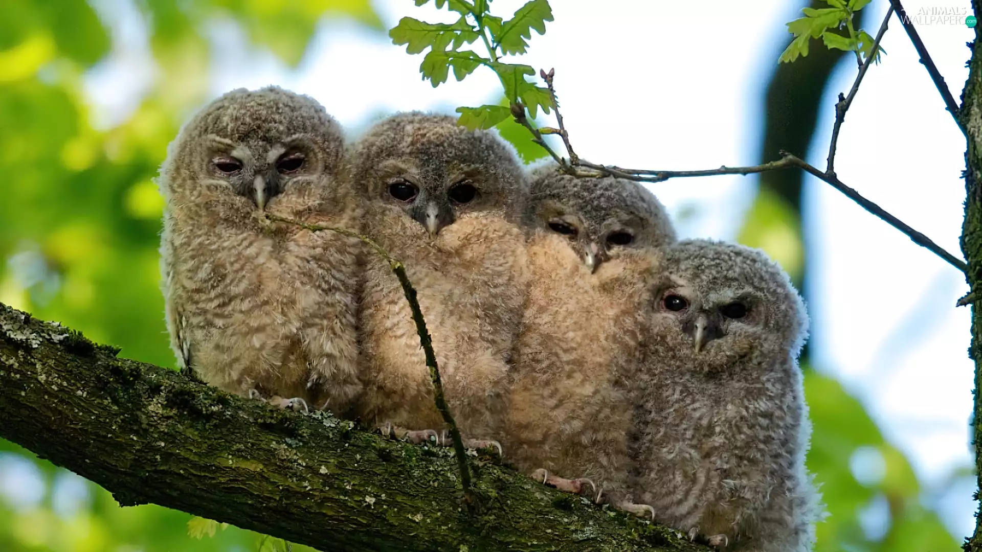 branch, Owls, Family