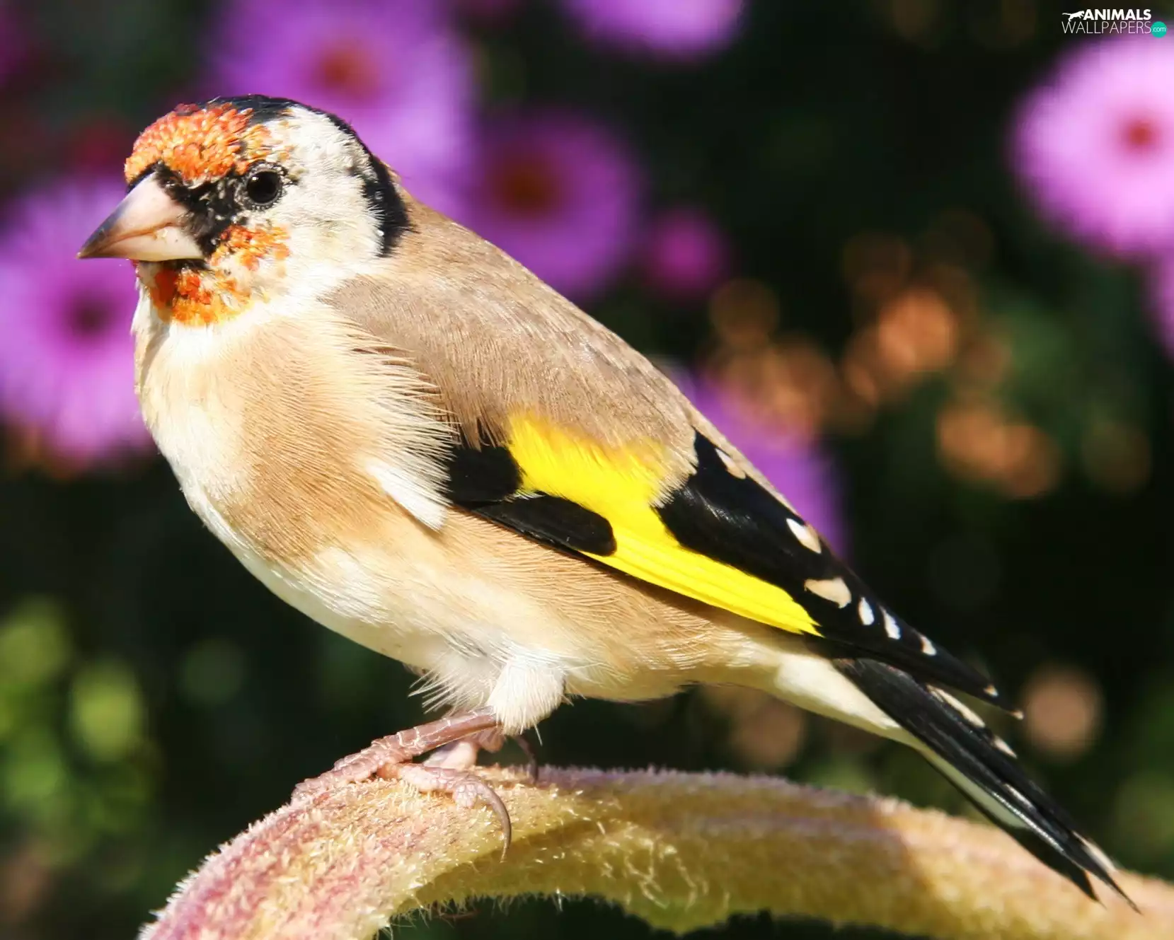 branch, goldfinch, female