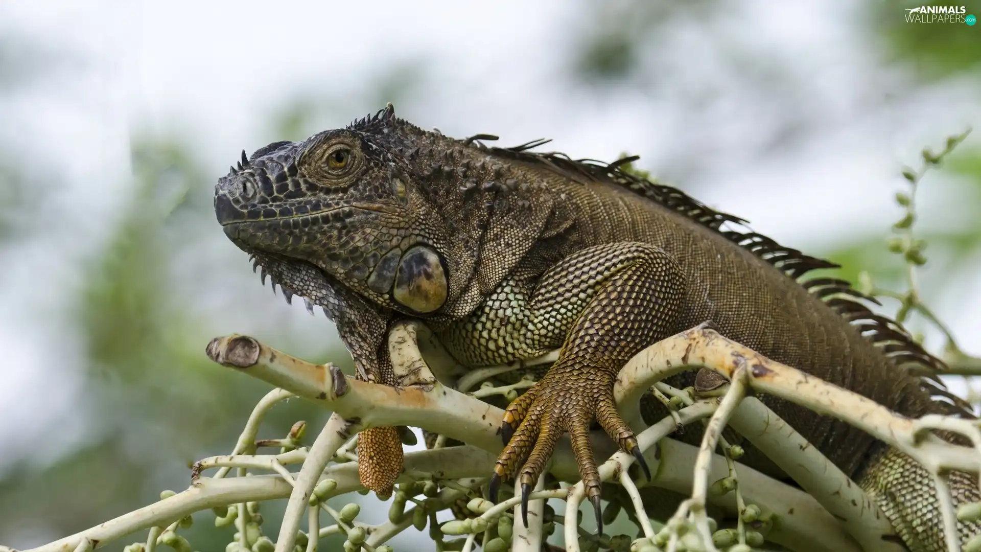 branch, reptile, Iguana