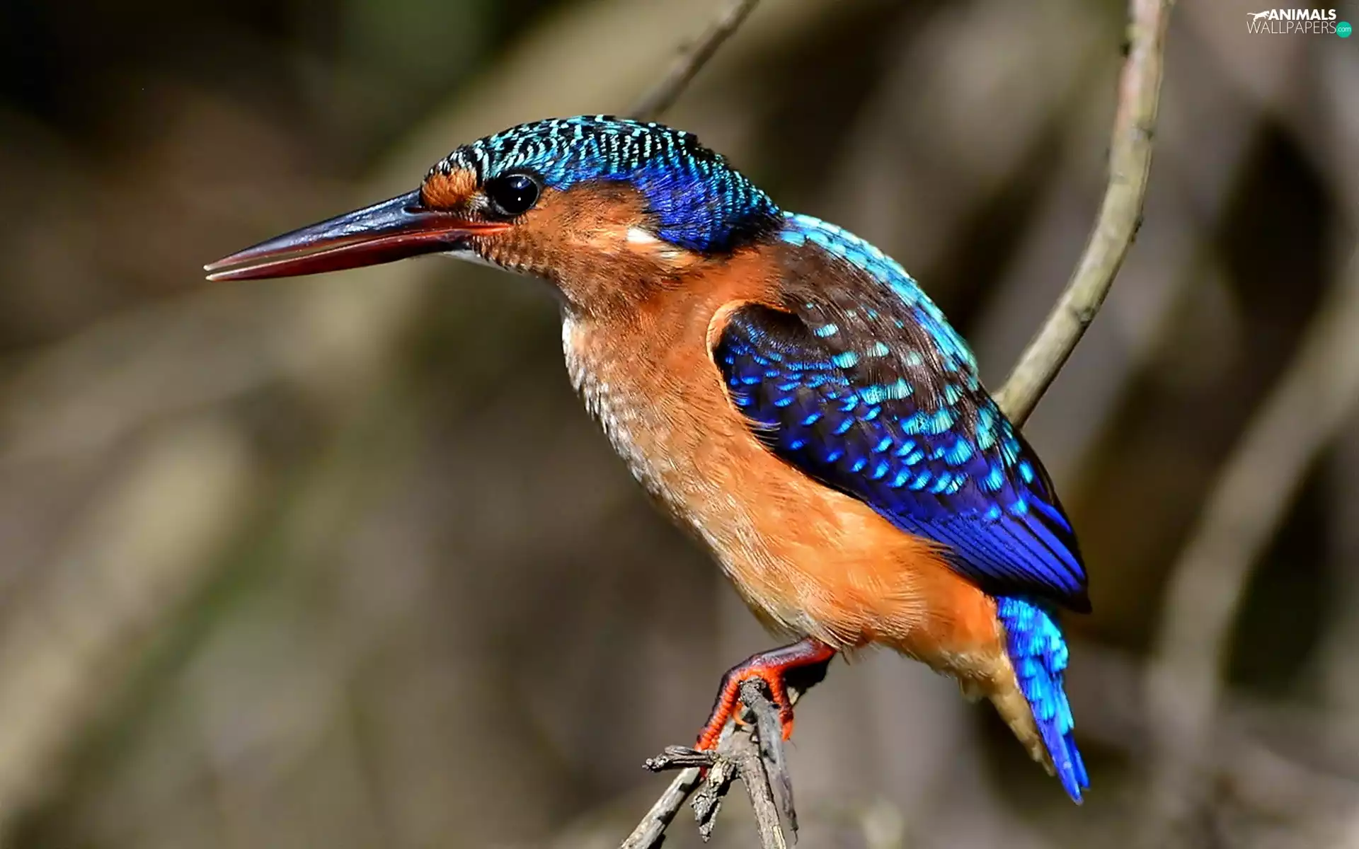 branch, Bird, kingfisher