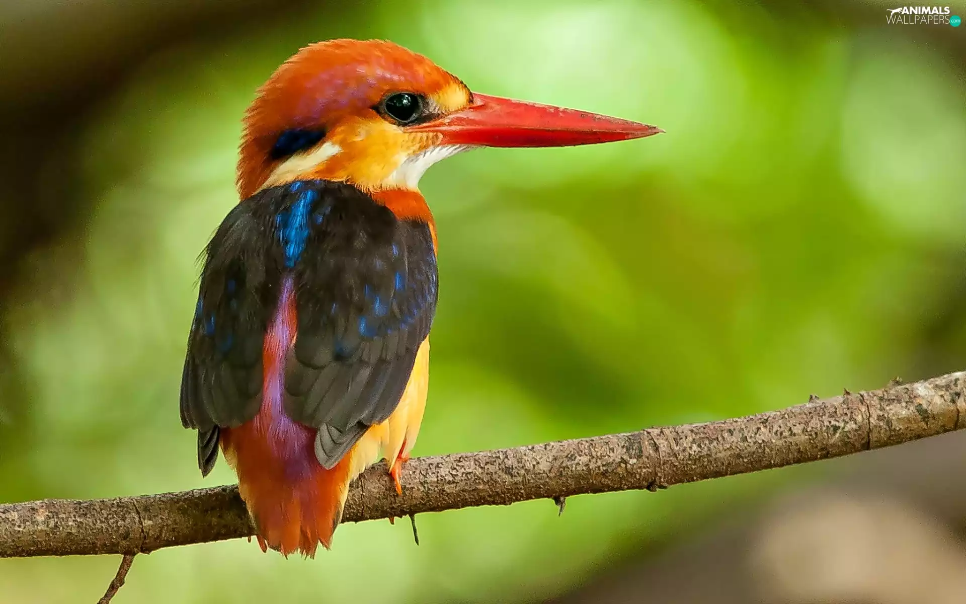 branch, Bird, kingfisher