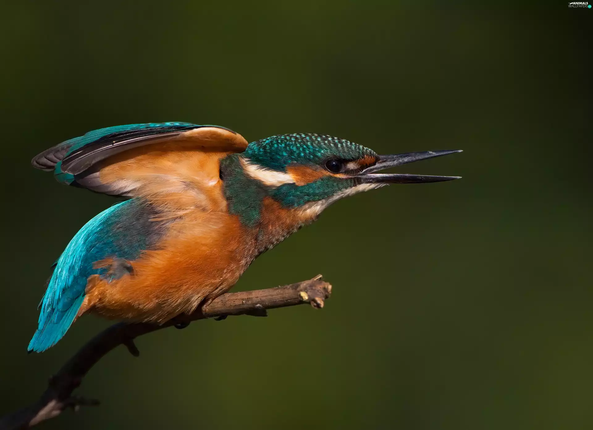 branch, Bird, kingfisher