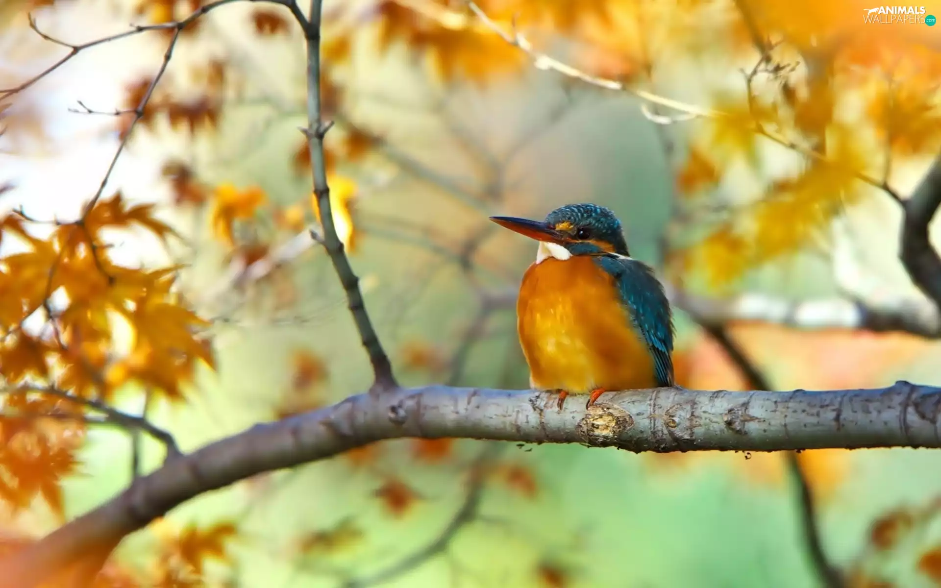 branch, Bird, kingfisher