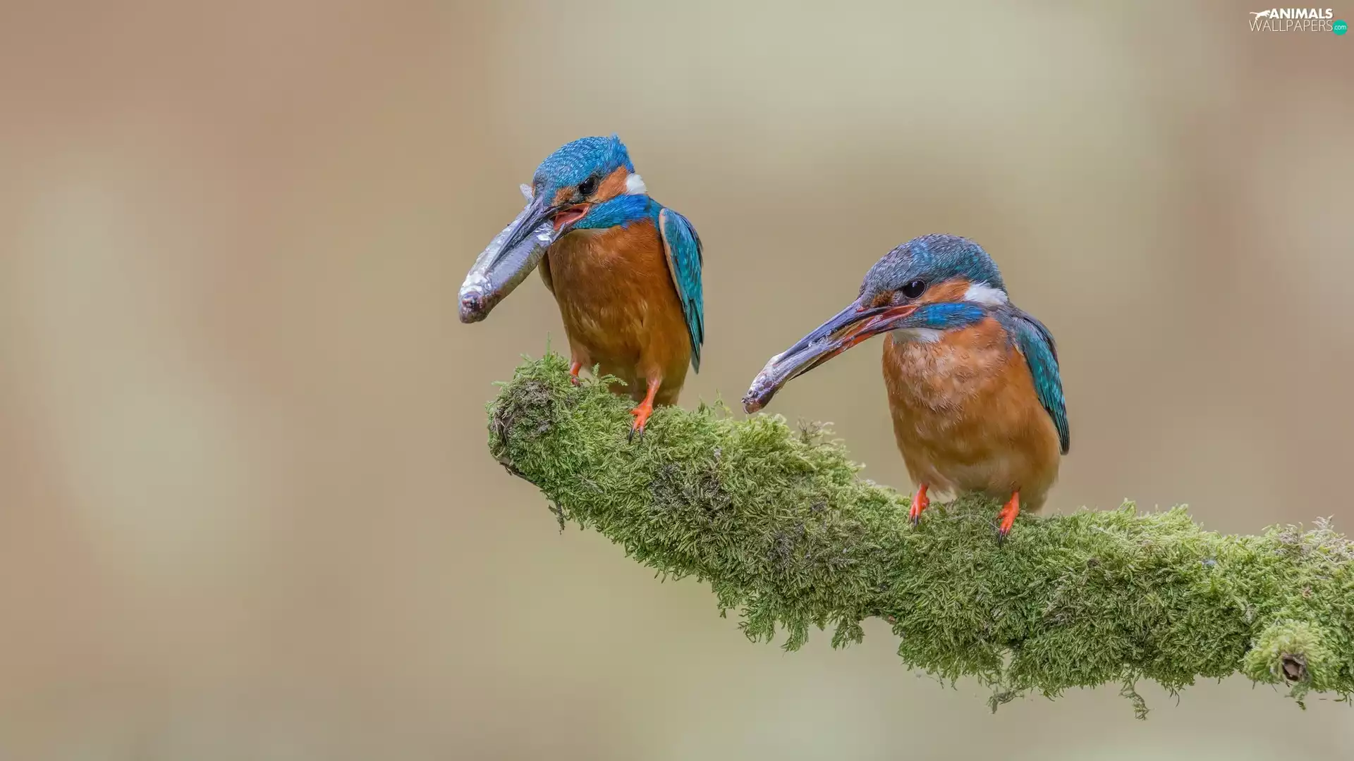 branch, birds, Kingfishers