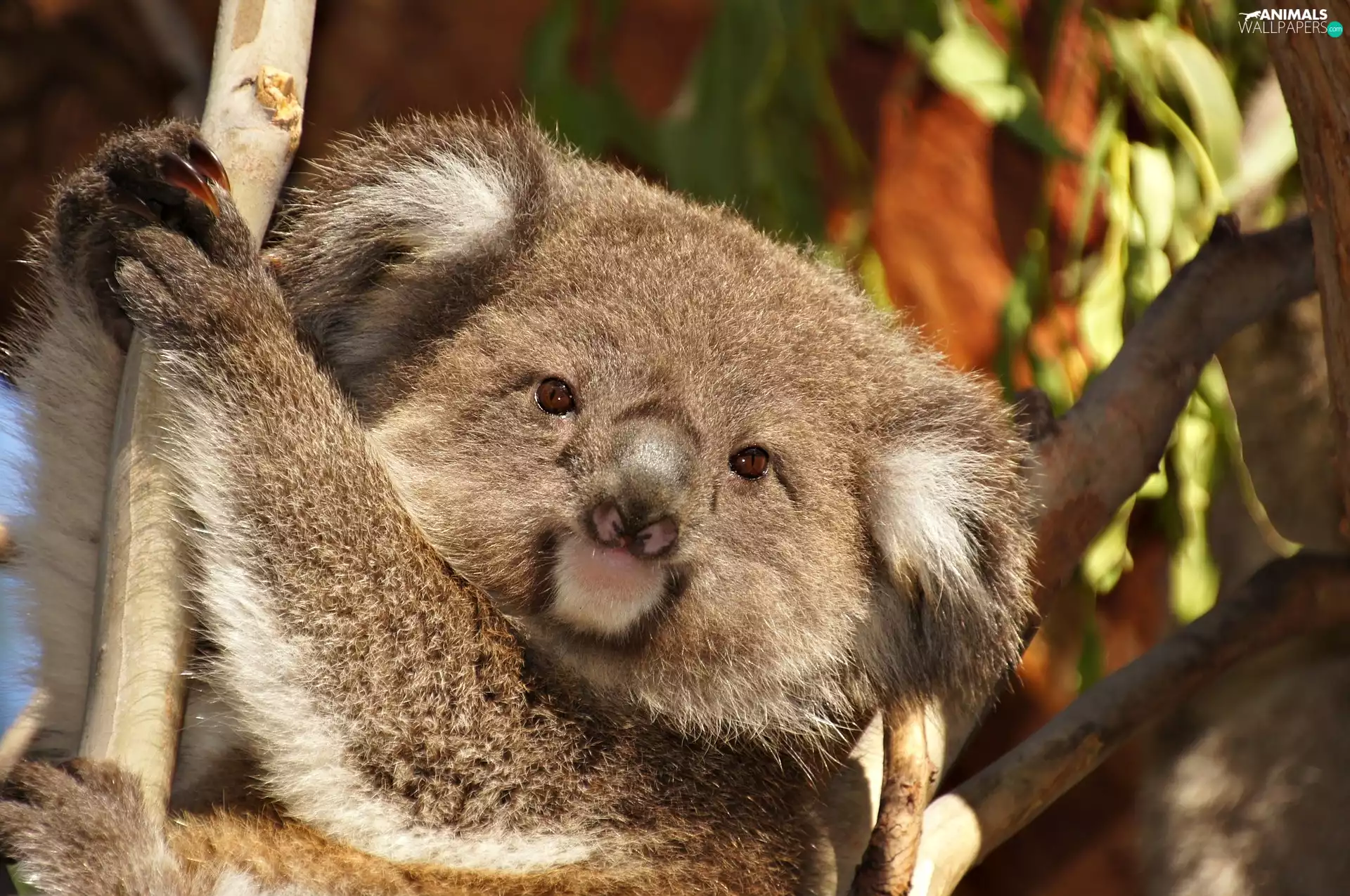 teddy bear, trees, branch pics, Koala