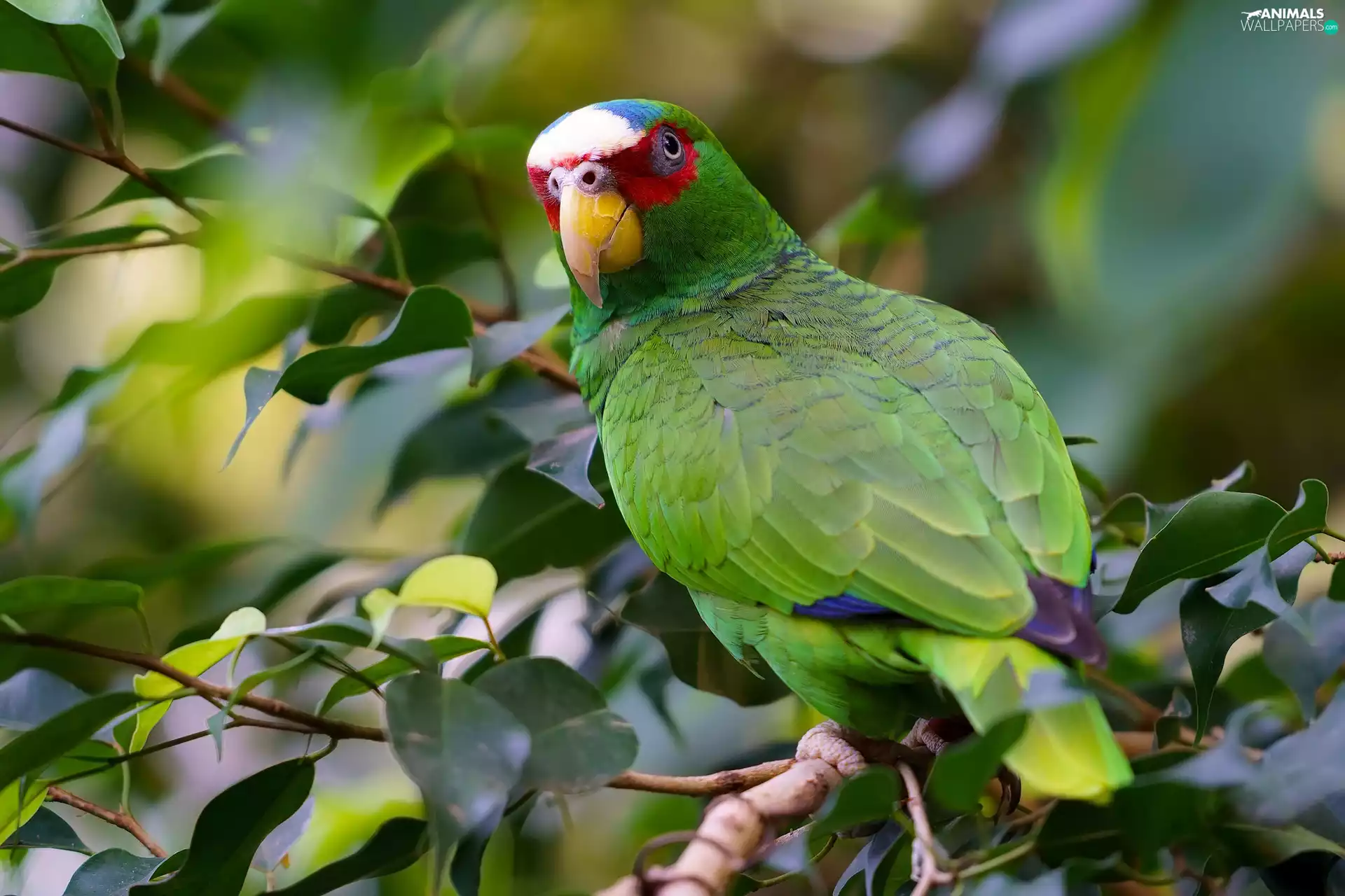 Leaf, Colourful Parrot, branch