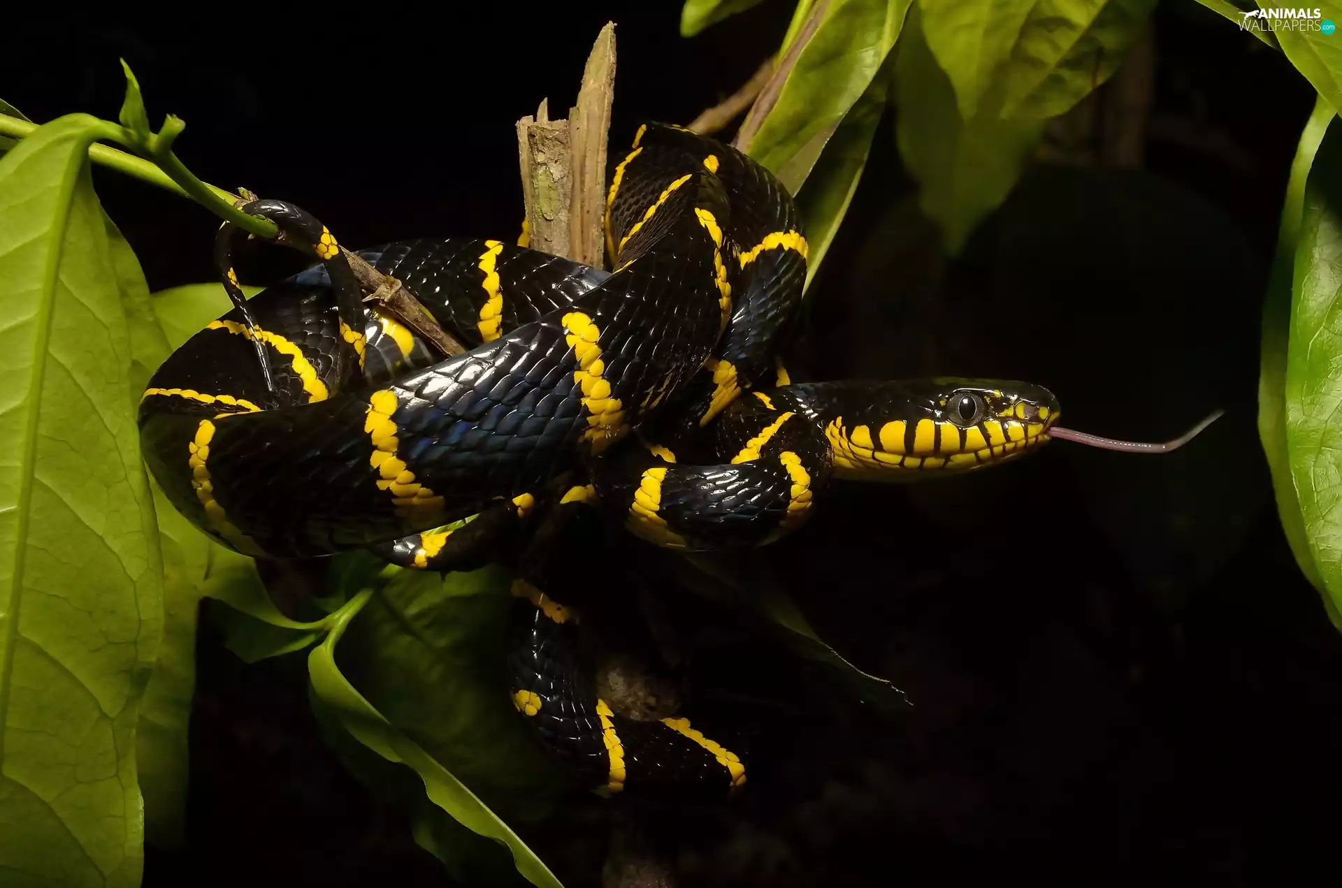Leaf, Mangrove Snake, branch