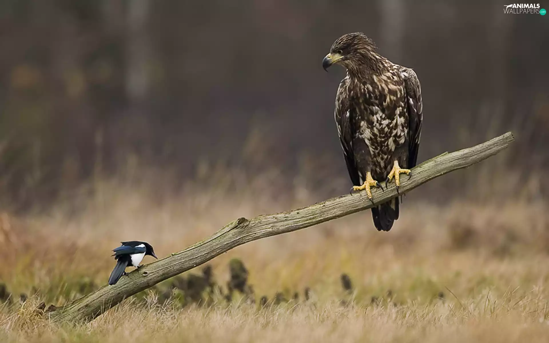 magpie, Eagle Front, branch