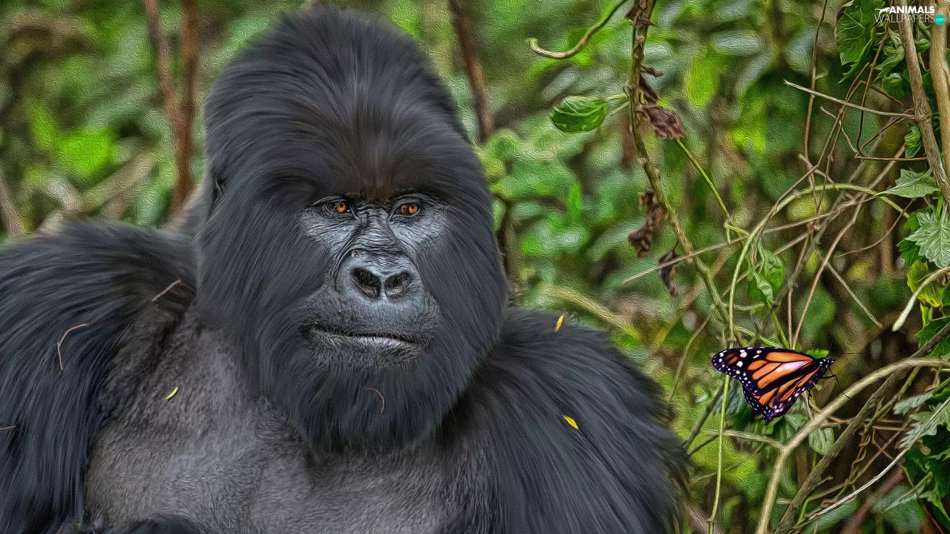 butterfly, graphics, gorilla, branch pics, Monkey