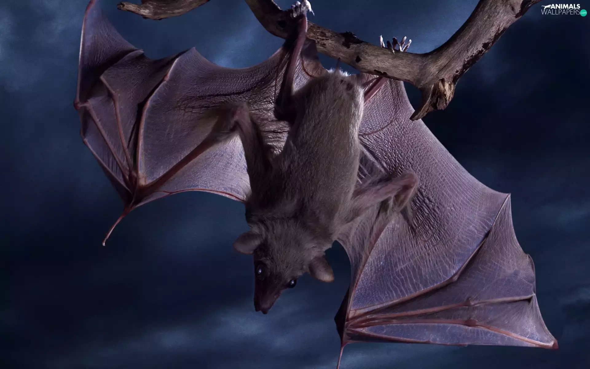 Night, droopy, bat, branch