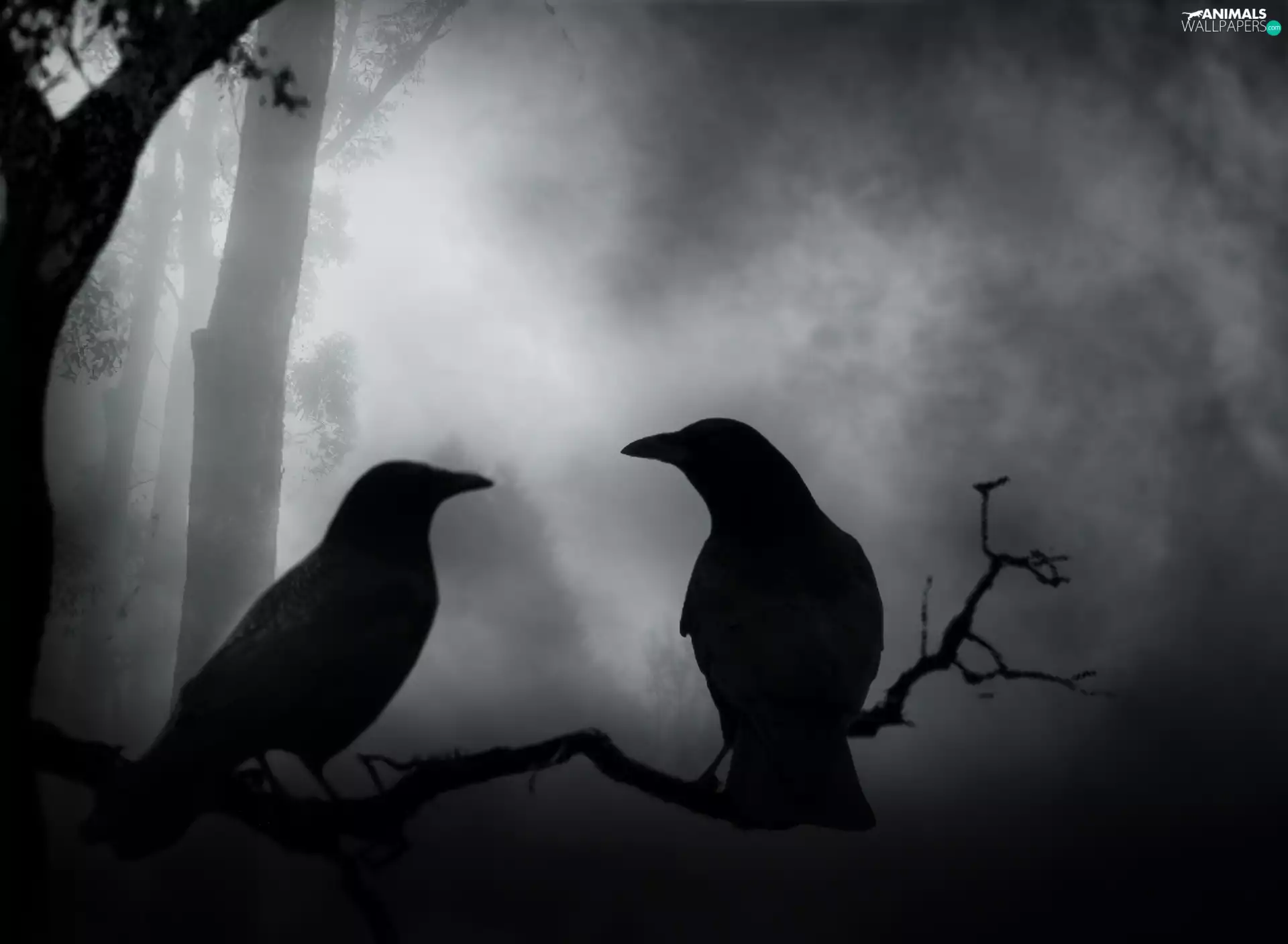 branch, Ravens, Night