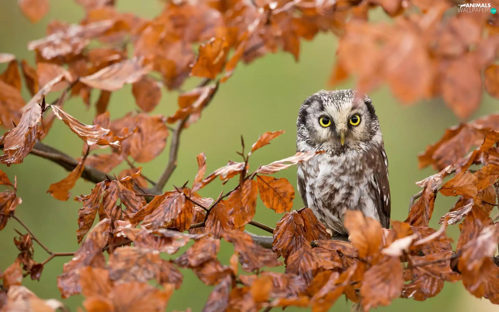 owl, Autumn, Leaf, branch