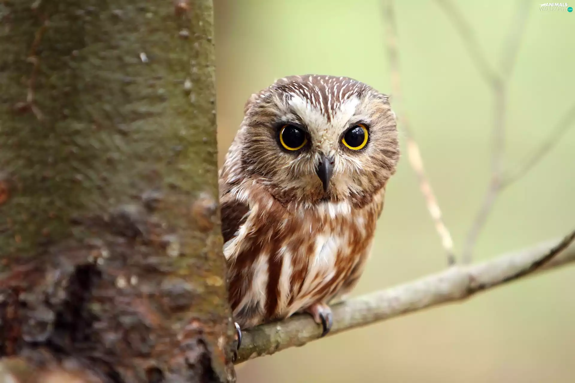 Little one, trees, branch pics, owl