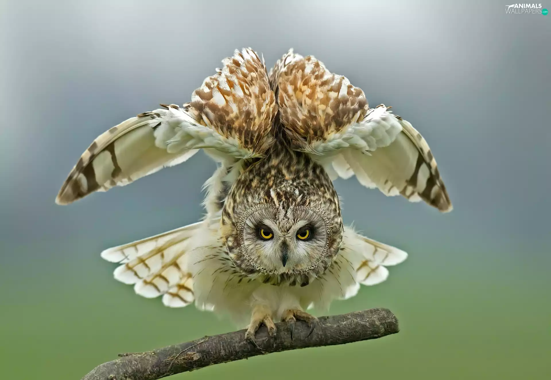 owl, spread, wings, branch